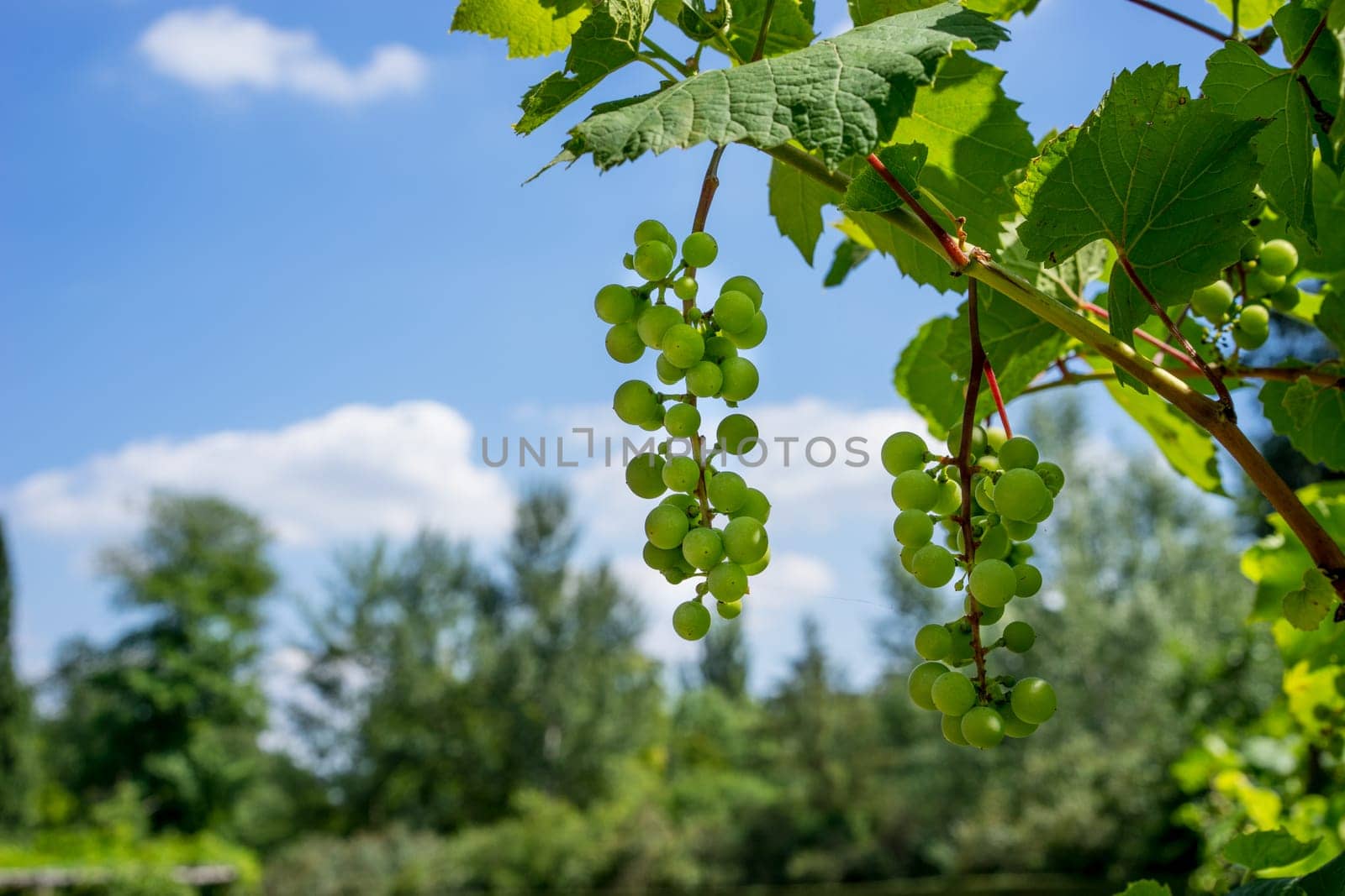 Green Organic Grapes hanging from the vine with the old tree trunks in the summer