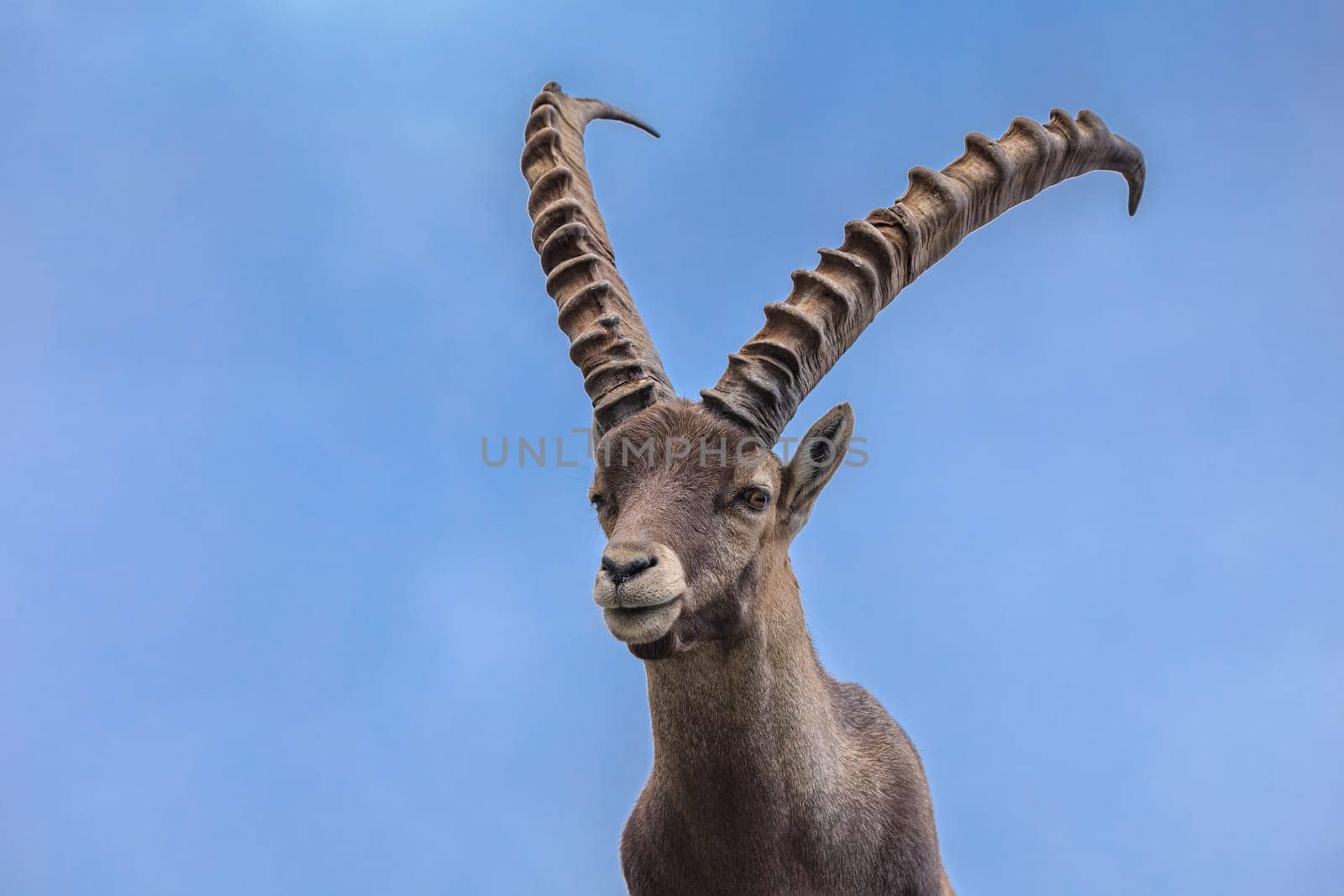 Ibex, Range of Mont Blanc. French Alps