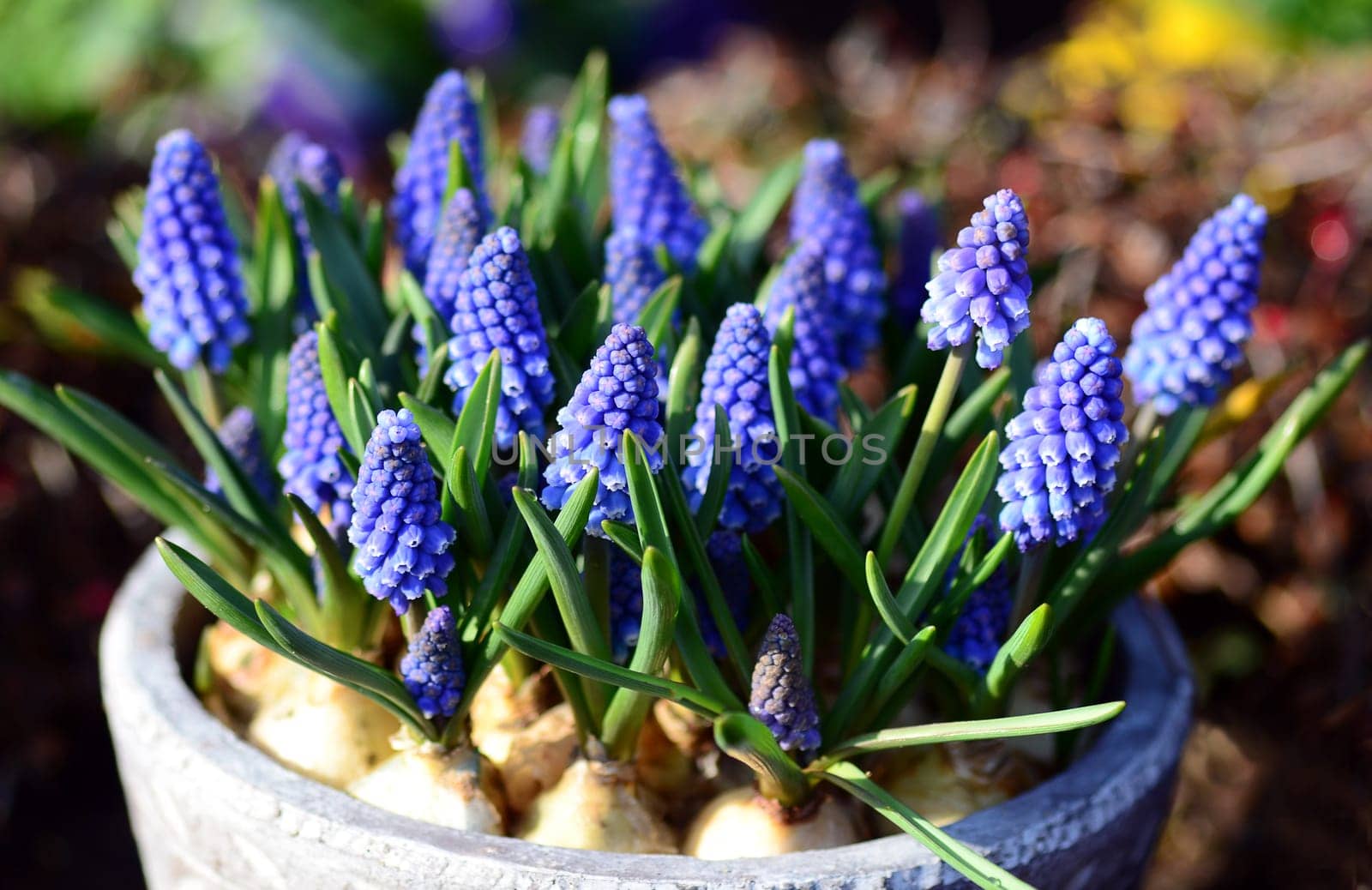 hyacinth