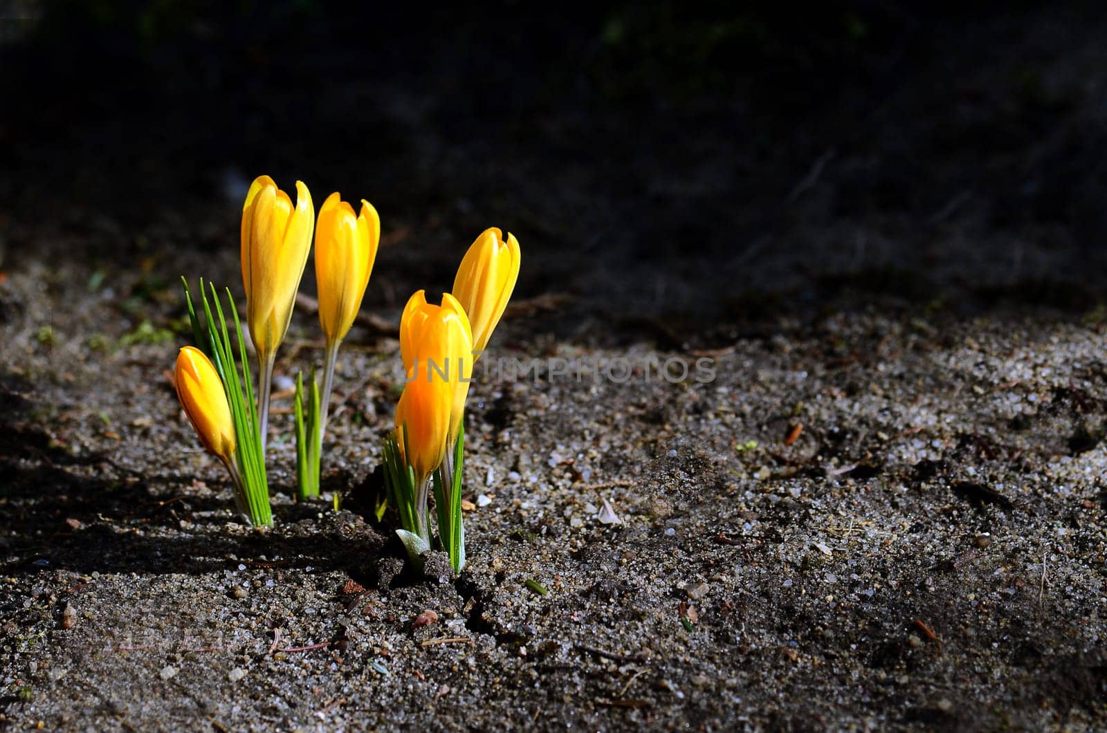 Crocus