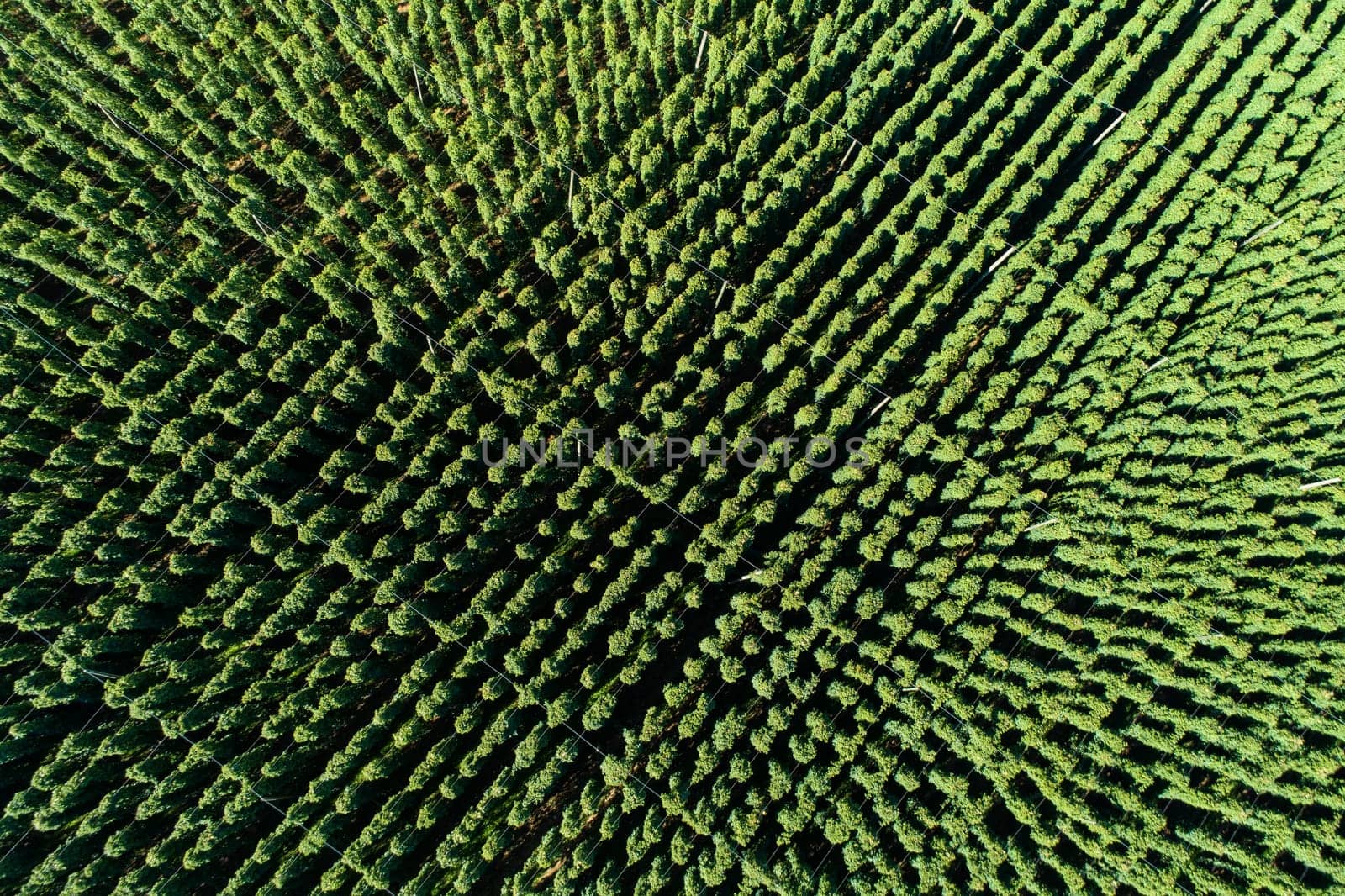 Hops field, aerial view
