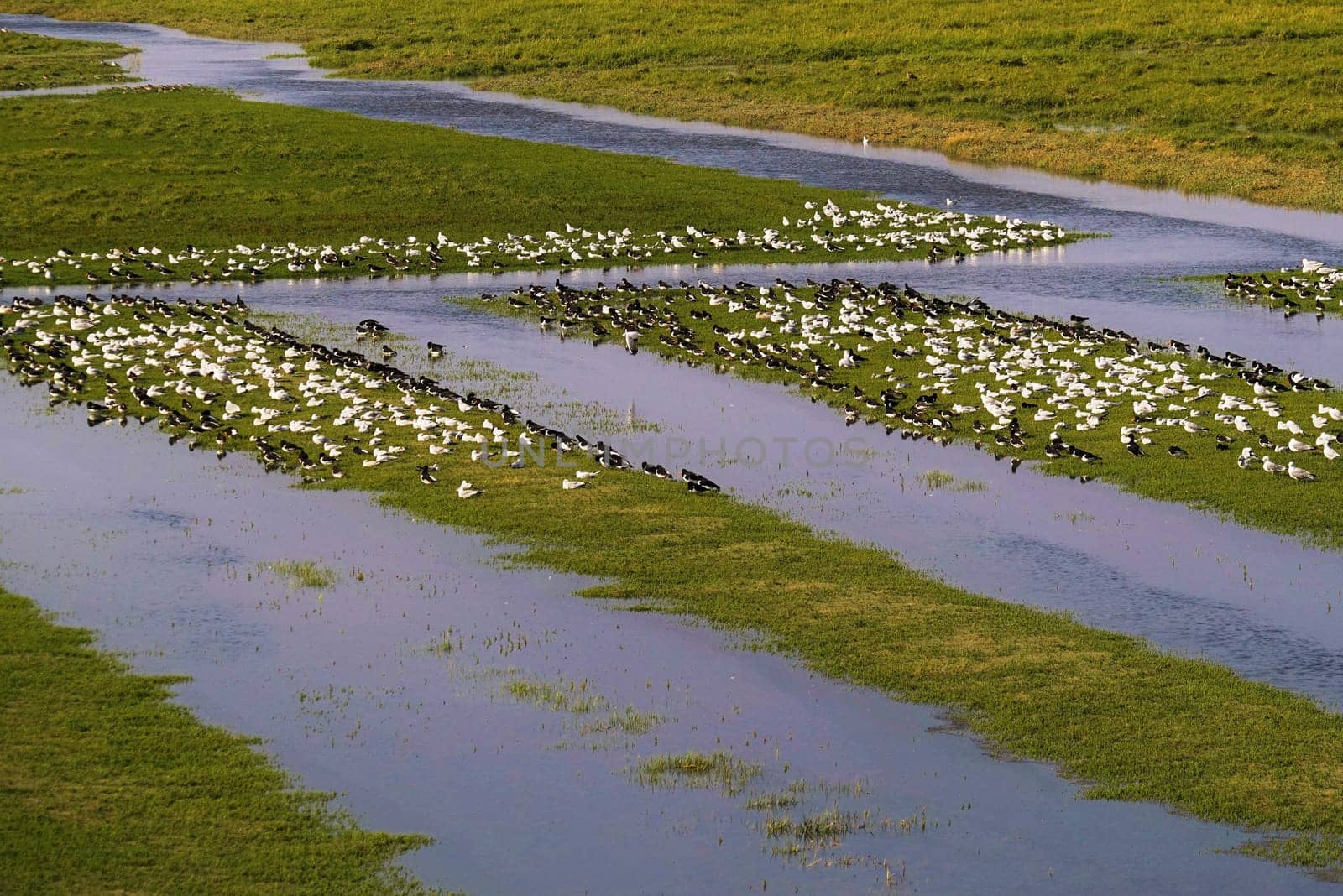 Large swarm of sea birds in the Wadden Sea