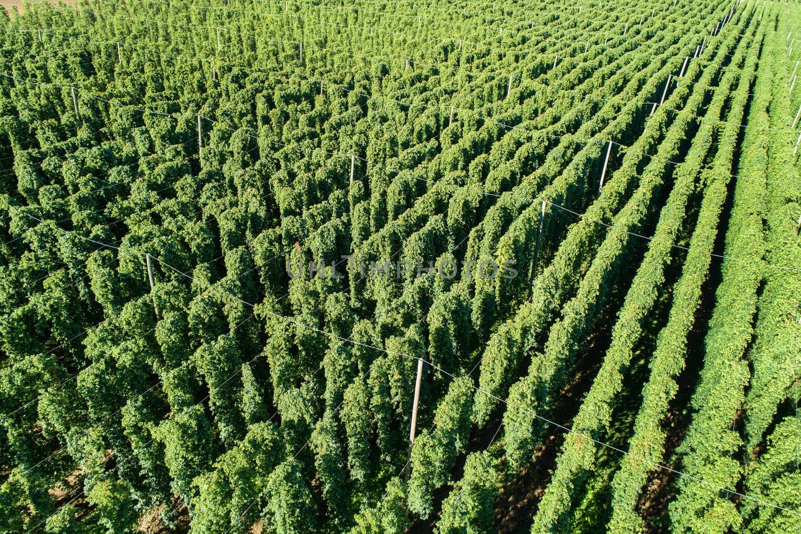 Hops field, aerial view