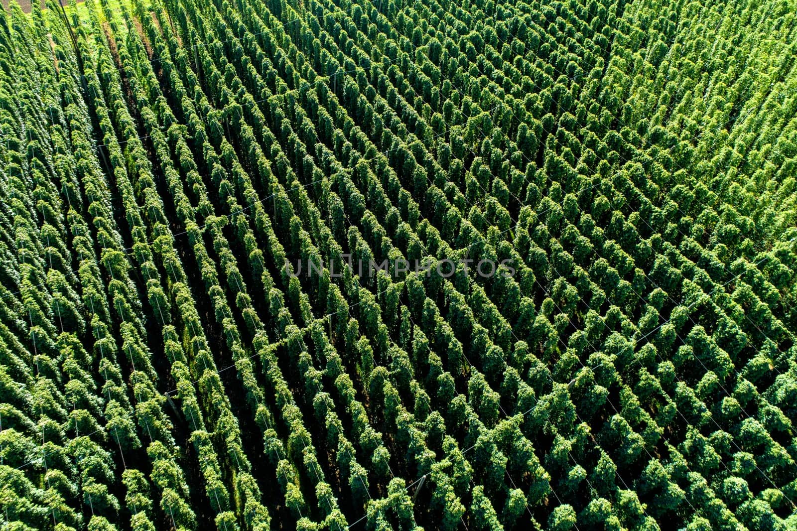 Hops field, aerial view