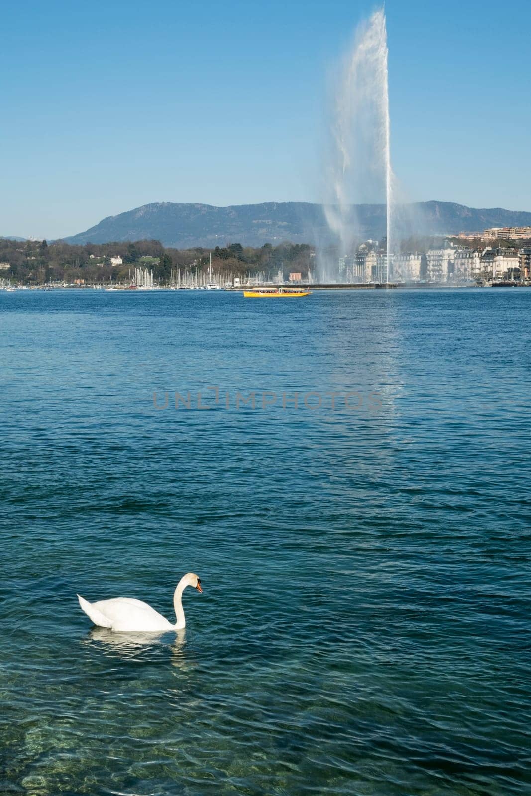 A swan swimming in Geneva Lake with Jet at the back