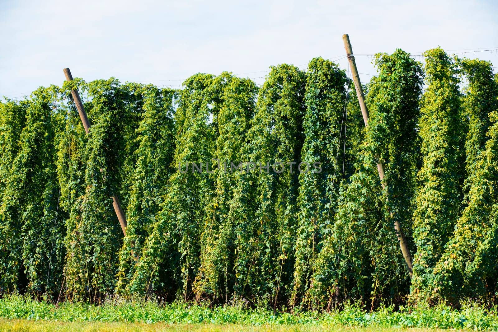hops field, Bavaria