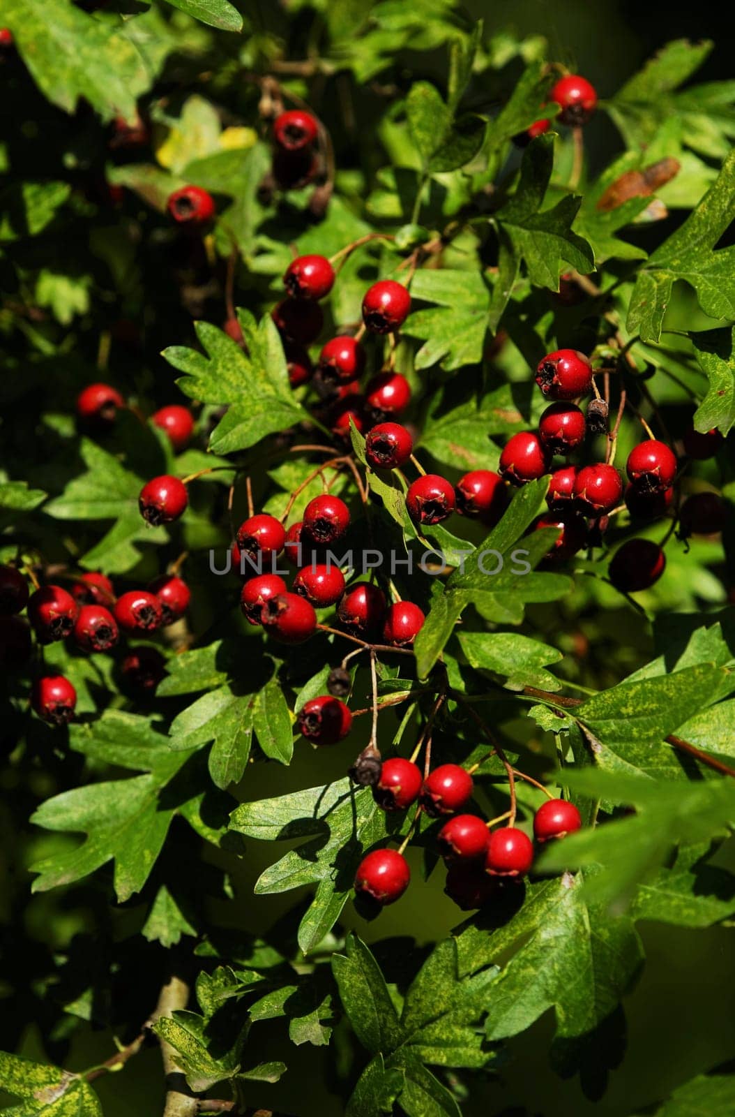 Fruits of the hawthorn Crataegus monogyna