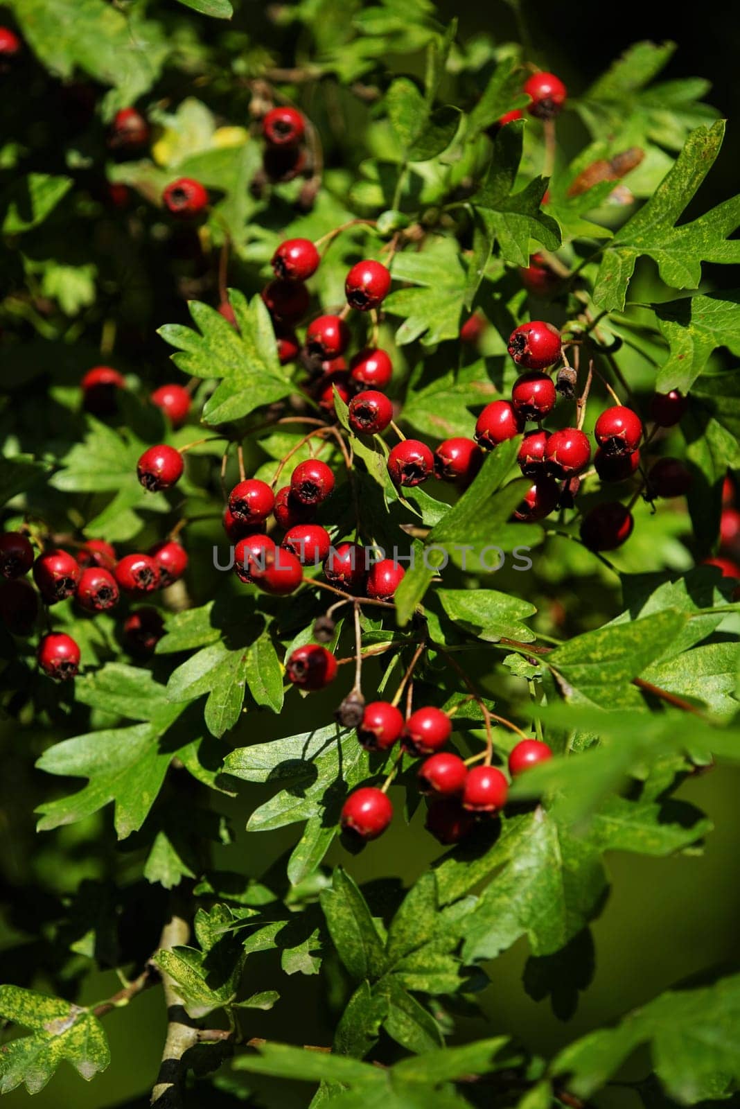 Fruits of the hawthorn Crataegus monogyna