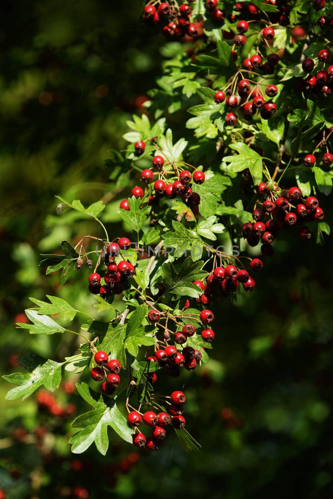 Fruits of the hawthorn Crataegus monogyna