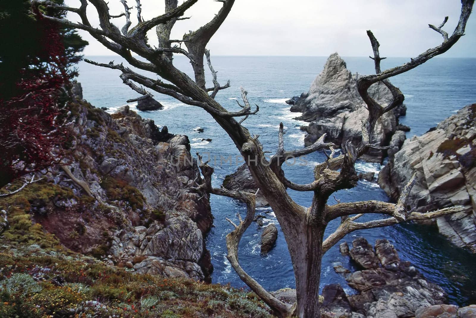 Pacific Ocean Coast in Point Lobos, California