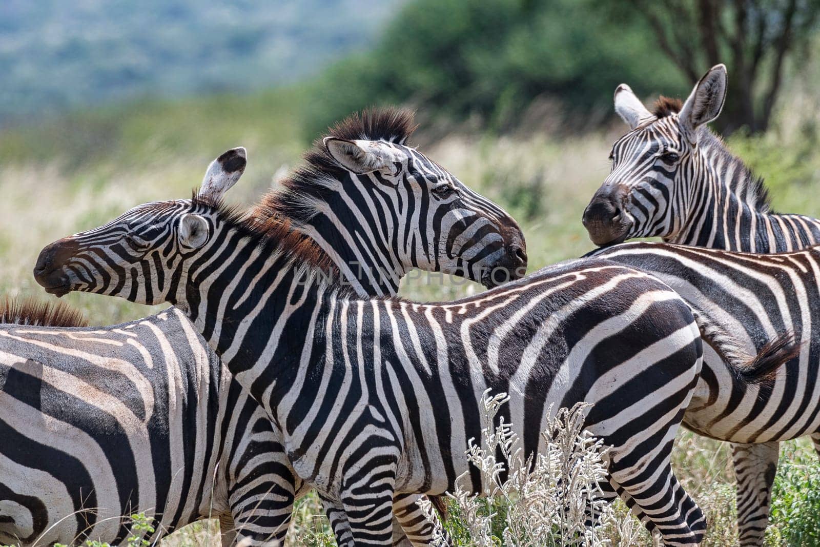 Plains Zebras (Equus quagga) or Common Zebras, multiple portrait, Tsavo West National Park, Kenya