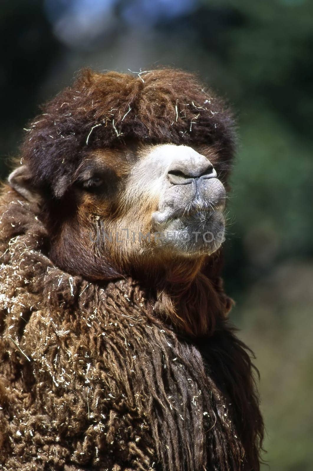 Close up of a camel