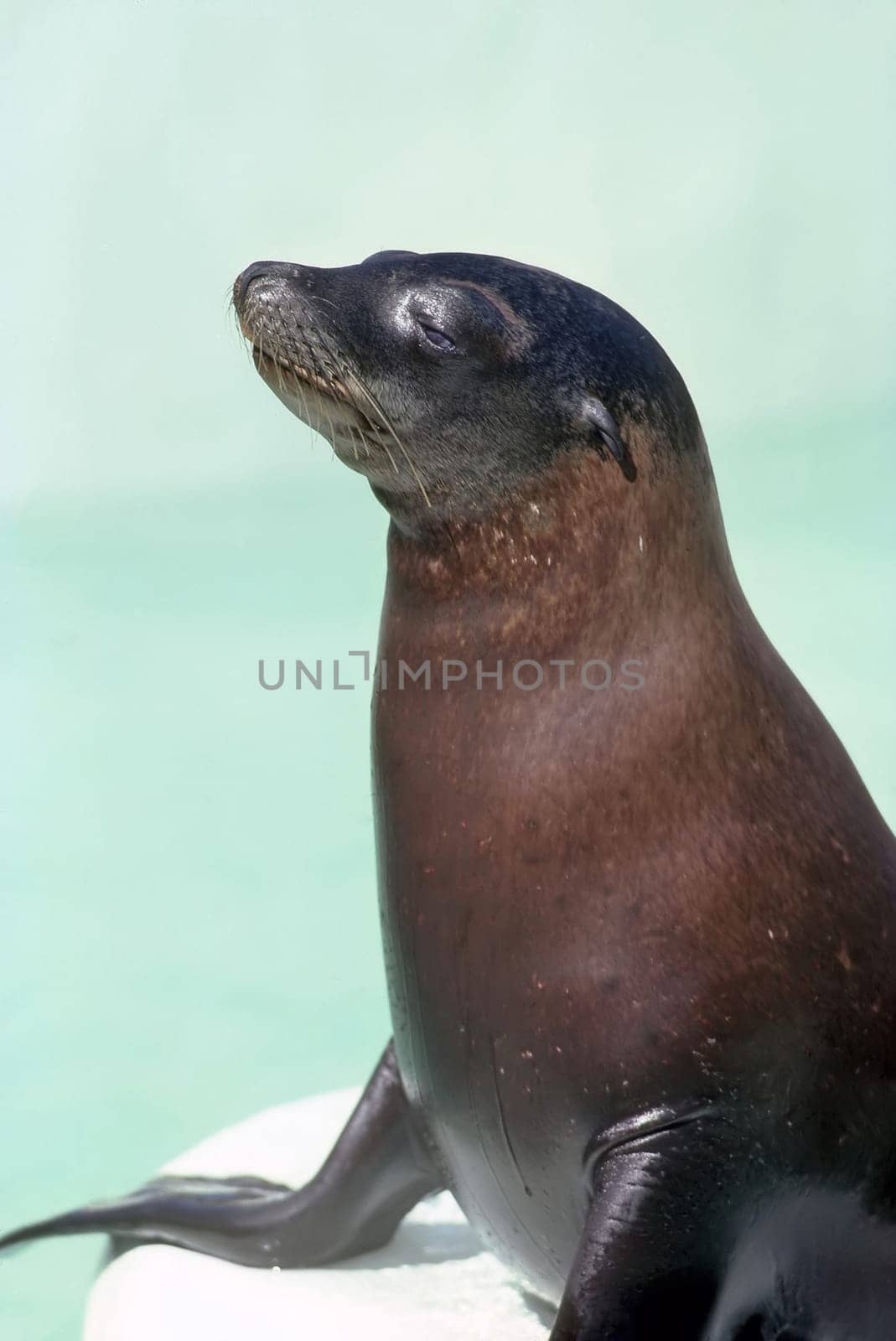 Close up of a seal
