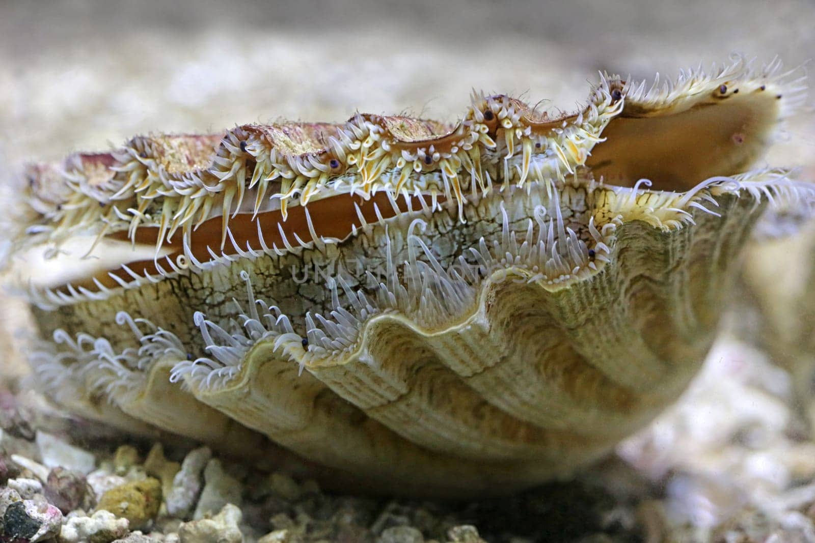 Mediterranean scallop Pecten jacobaeus