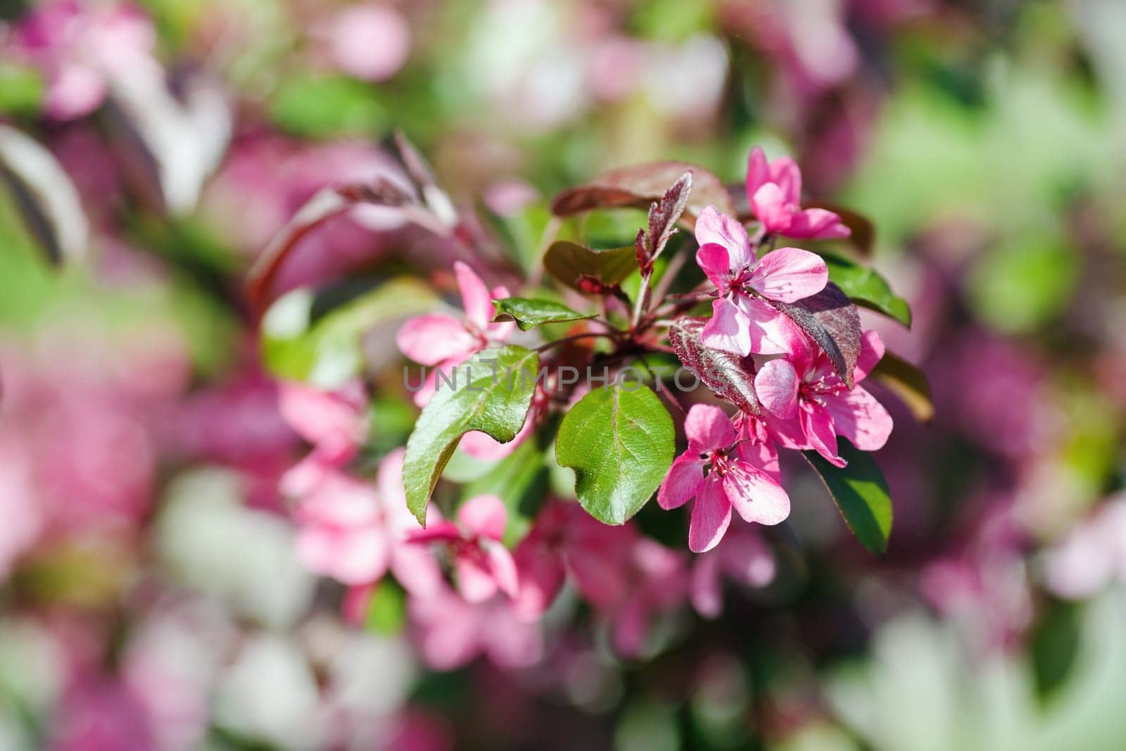 Blossoming tree branch. Selective focus.