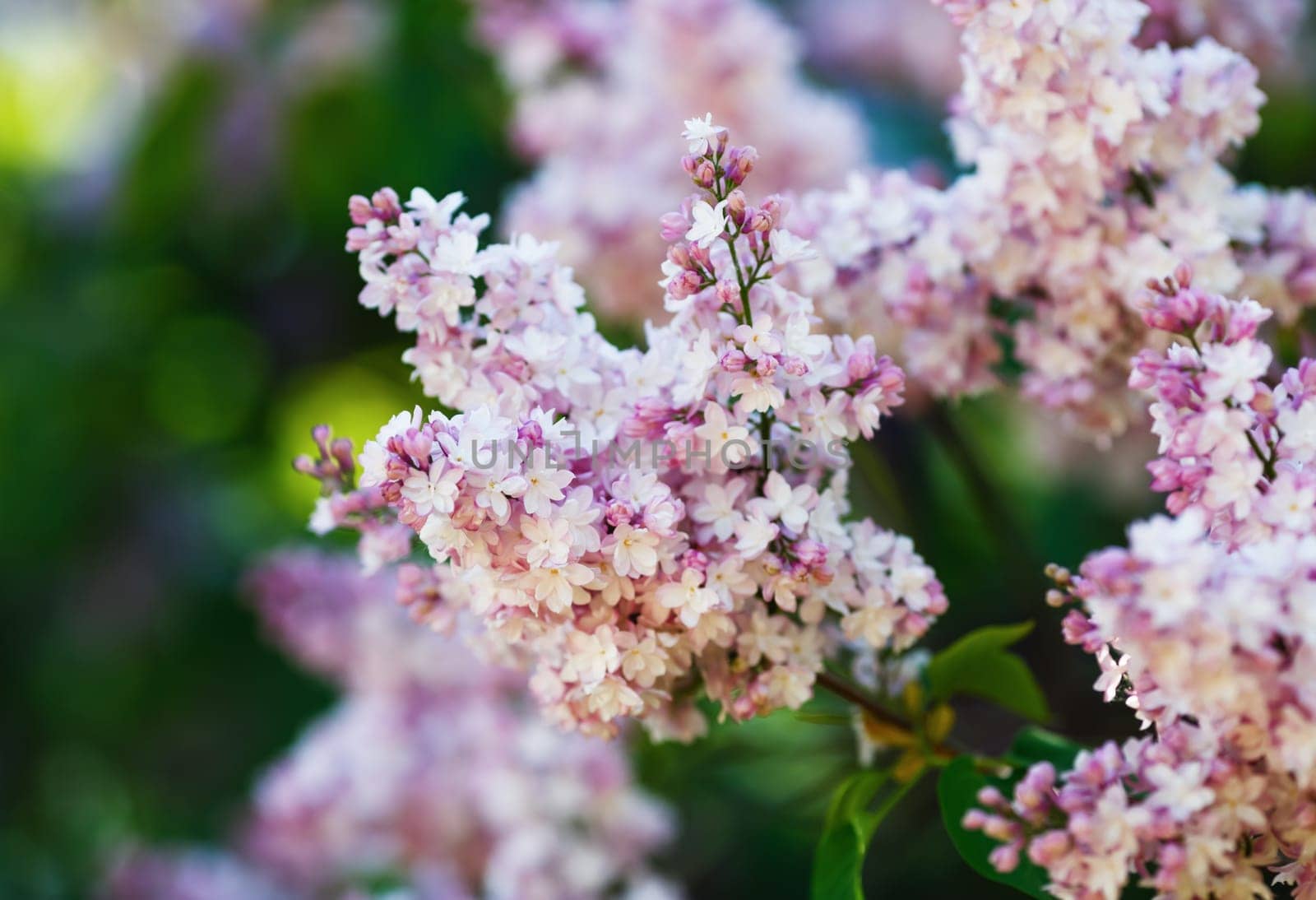 Pink lilac flowers. Spring blossom. Selective focus