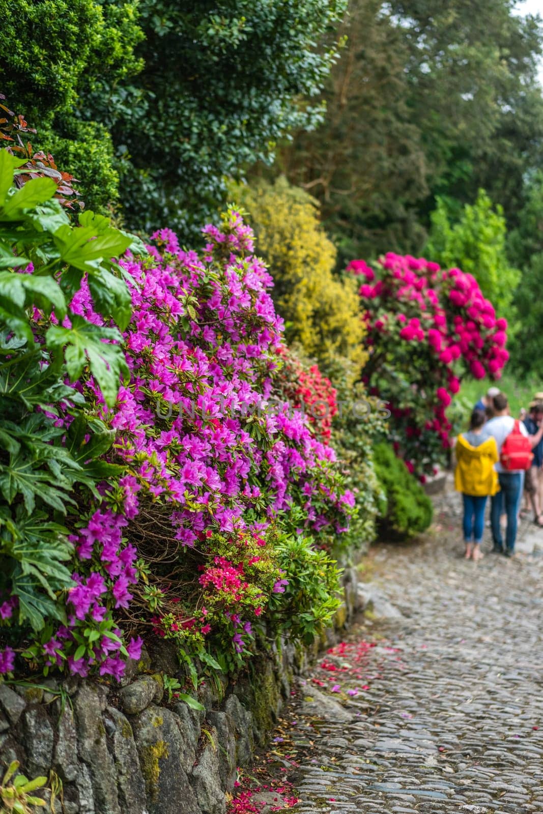 Marazion, England -  May 2018 : People walking among the St Michaels Mount island fortress gardens,  Cornwall, UK