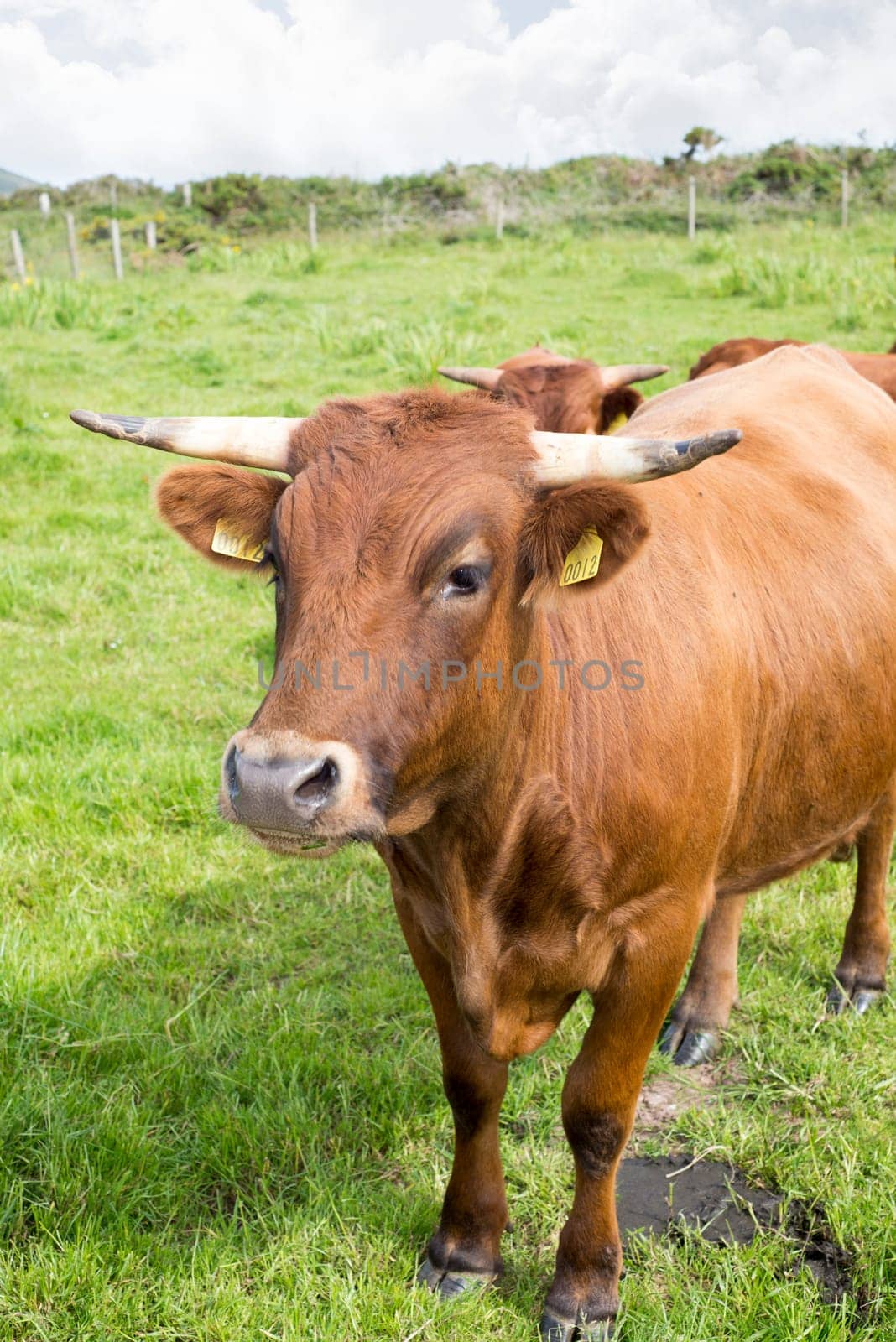 jersey cattle on green pasture in dingle county kerry ireland
