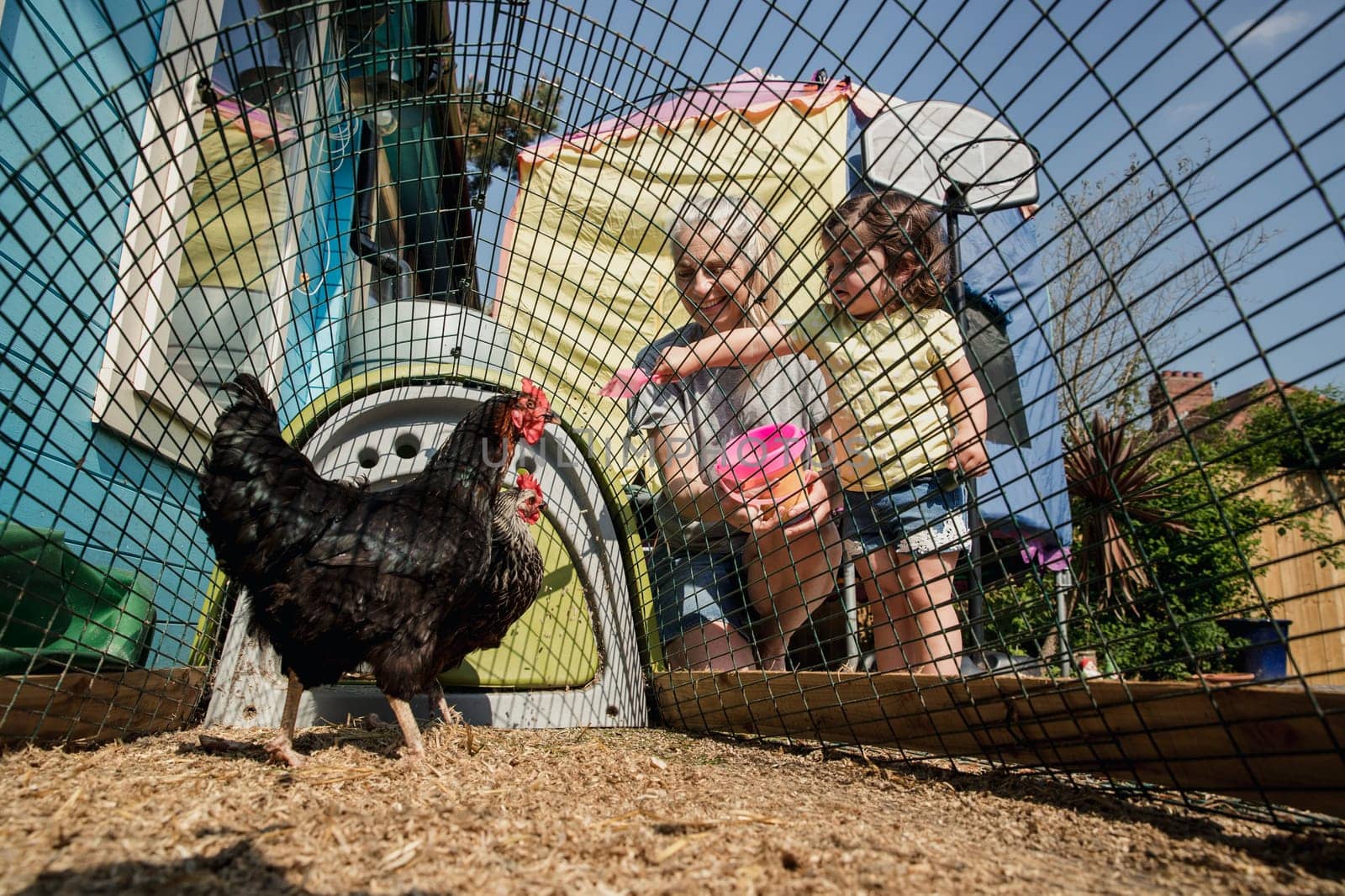 Low angle view of a little girl stood with her grandmother feeding the chickens. They are stood in the back garden at the chicken coop dropping chicken feed into the coop.
