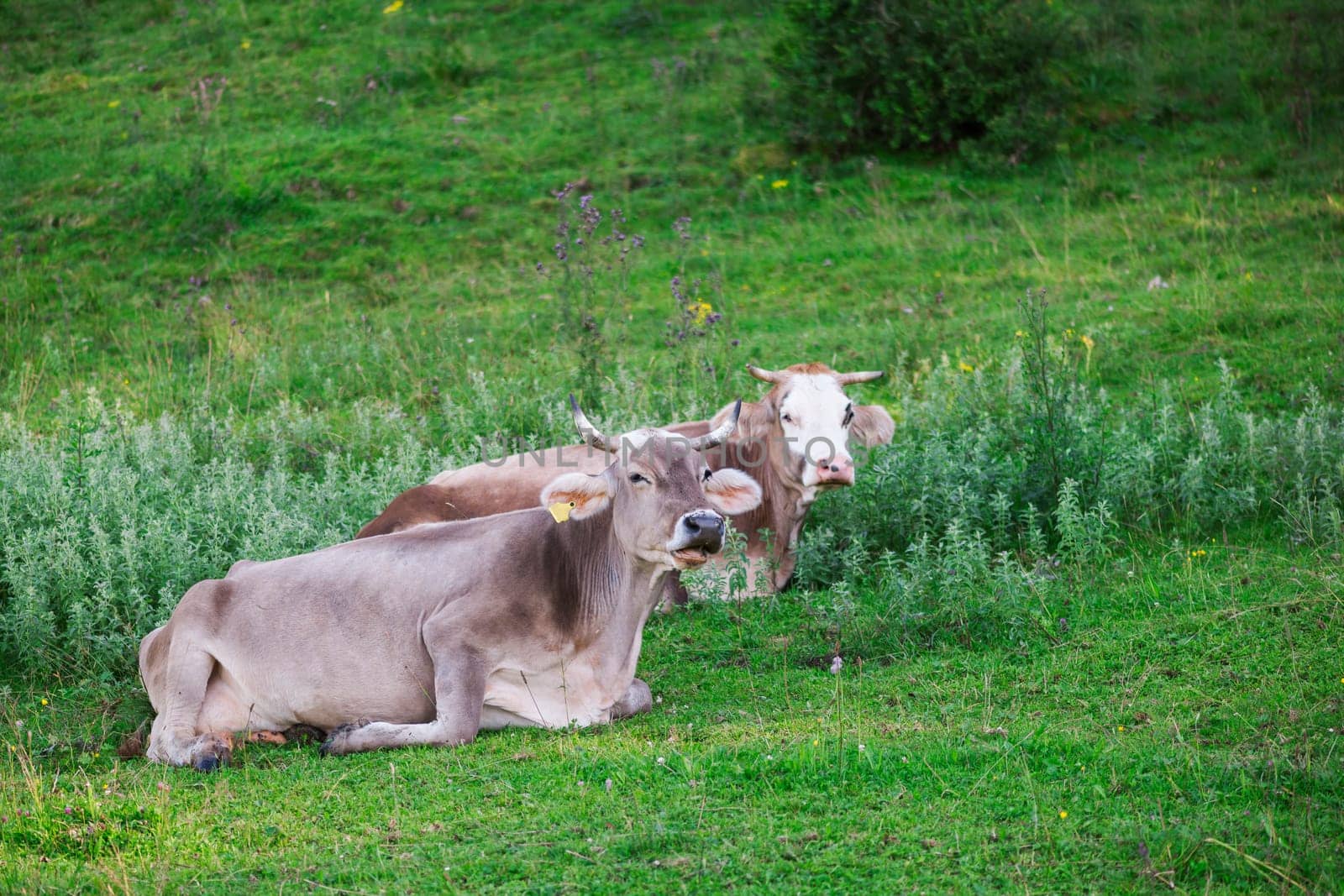Two adjacent milk cows on an alpine meadow in Bavaria during the summer ruminating.