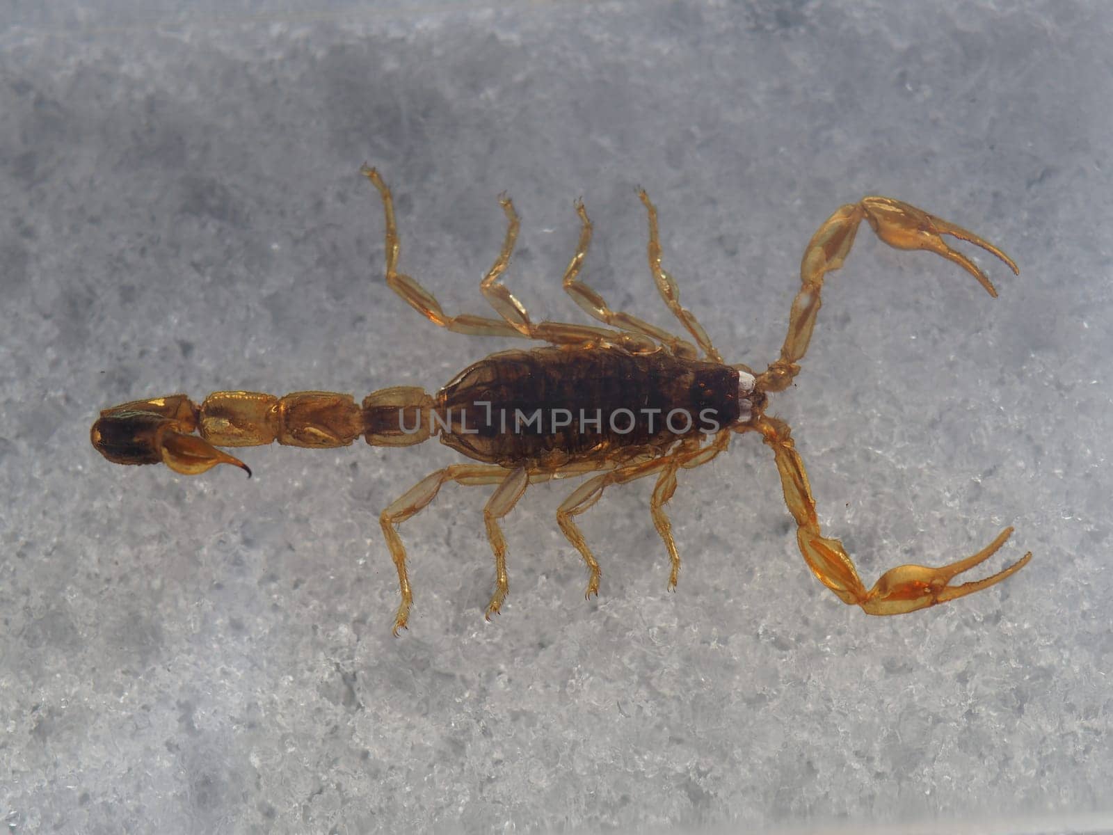 Golden China Scorpio - Preparation