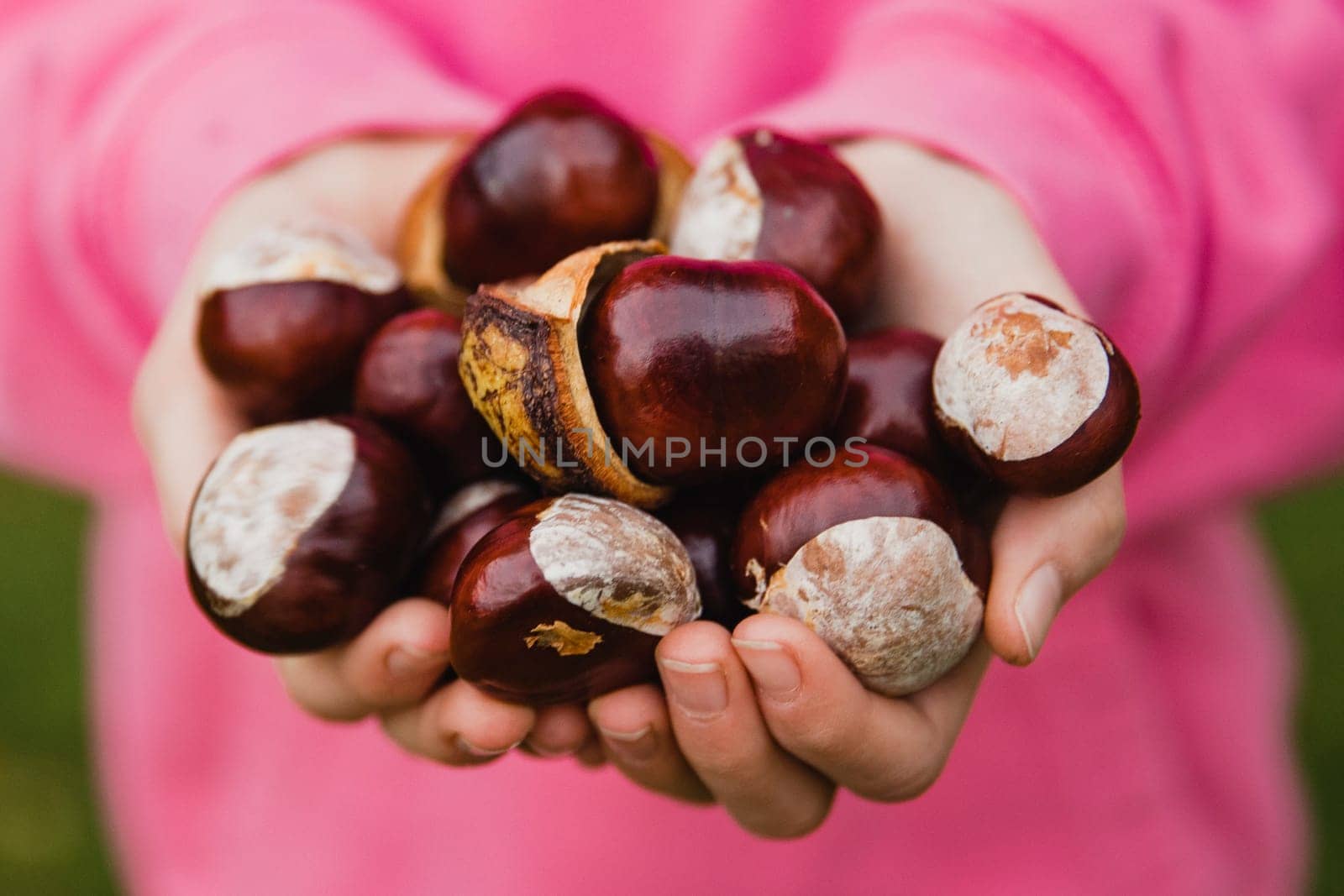 Close-up view of an unrecognisable little girl standing outside. The little girl has her hands cupped together with a handful of conkers.