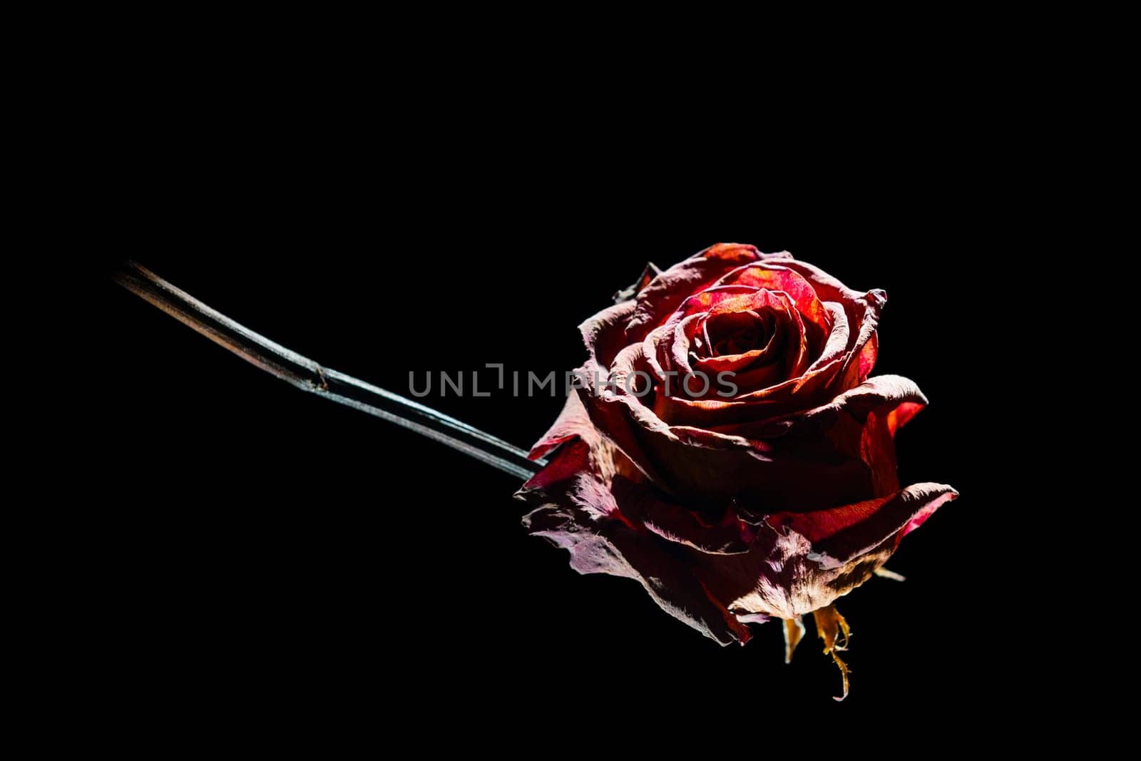 Studio shot of a dried red rose on glass plate in spot light in front of black background.