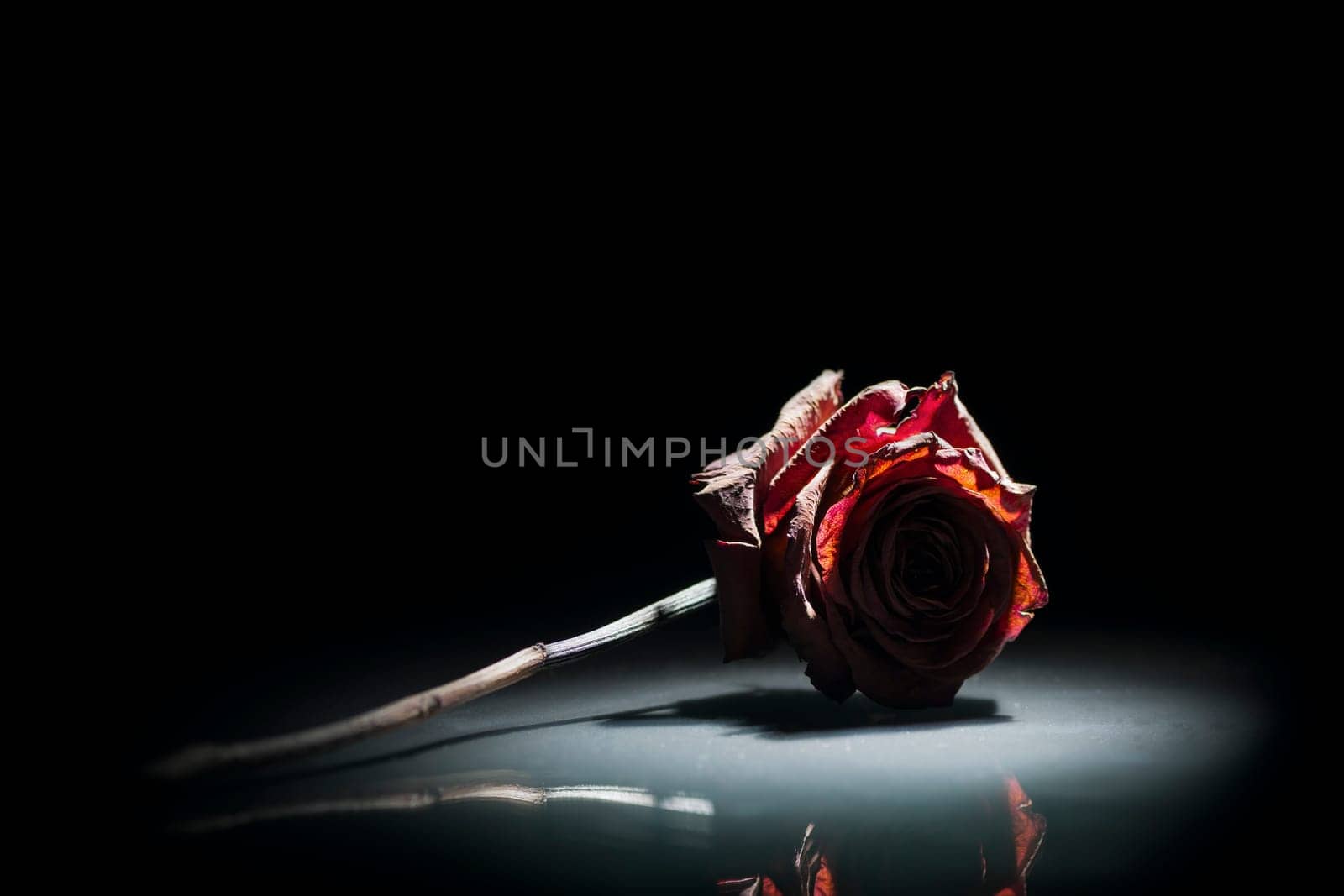 Studio shot of a dried red rose on glass plate in spot light in front of black background.