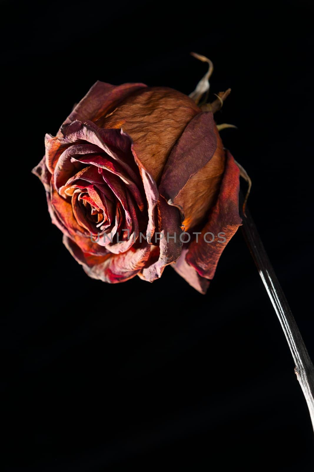 Studio shot of a dried red rose in spot light in front of black background.
