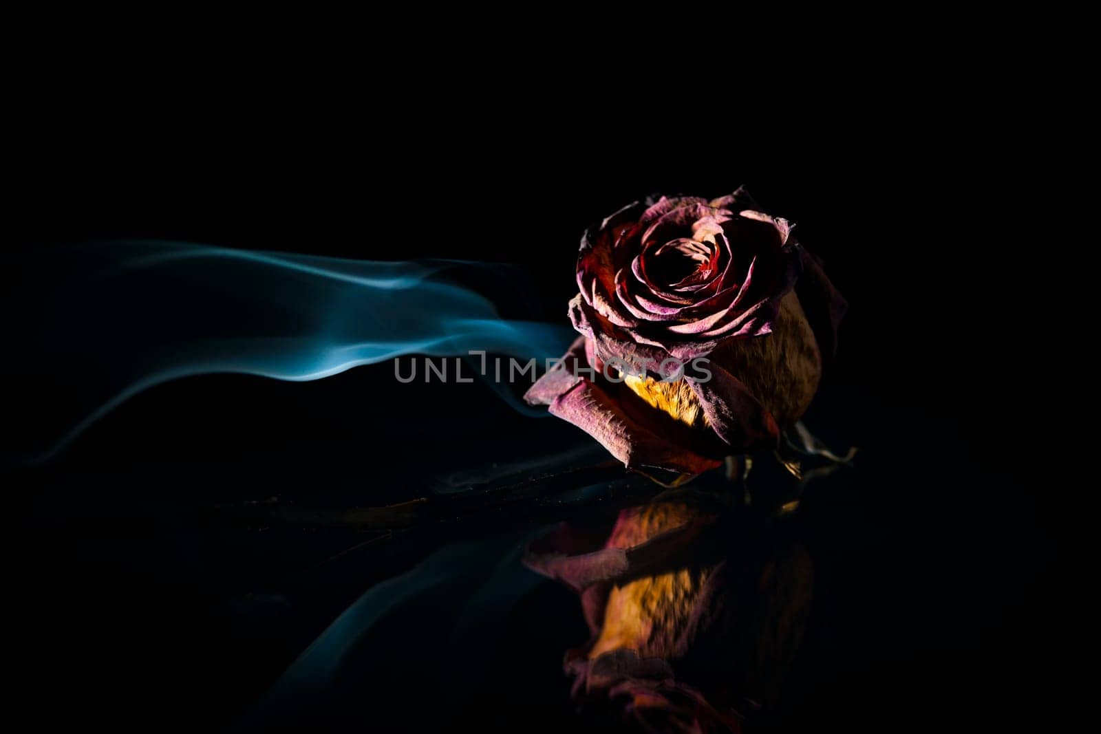 Studio shot of a dried red rose on glass plate in spot light in front of black background with smoke banner.