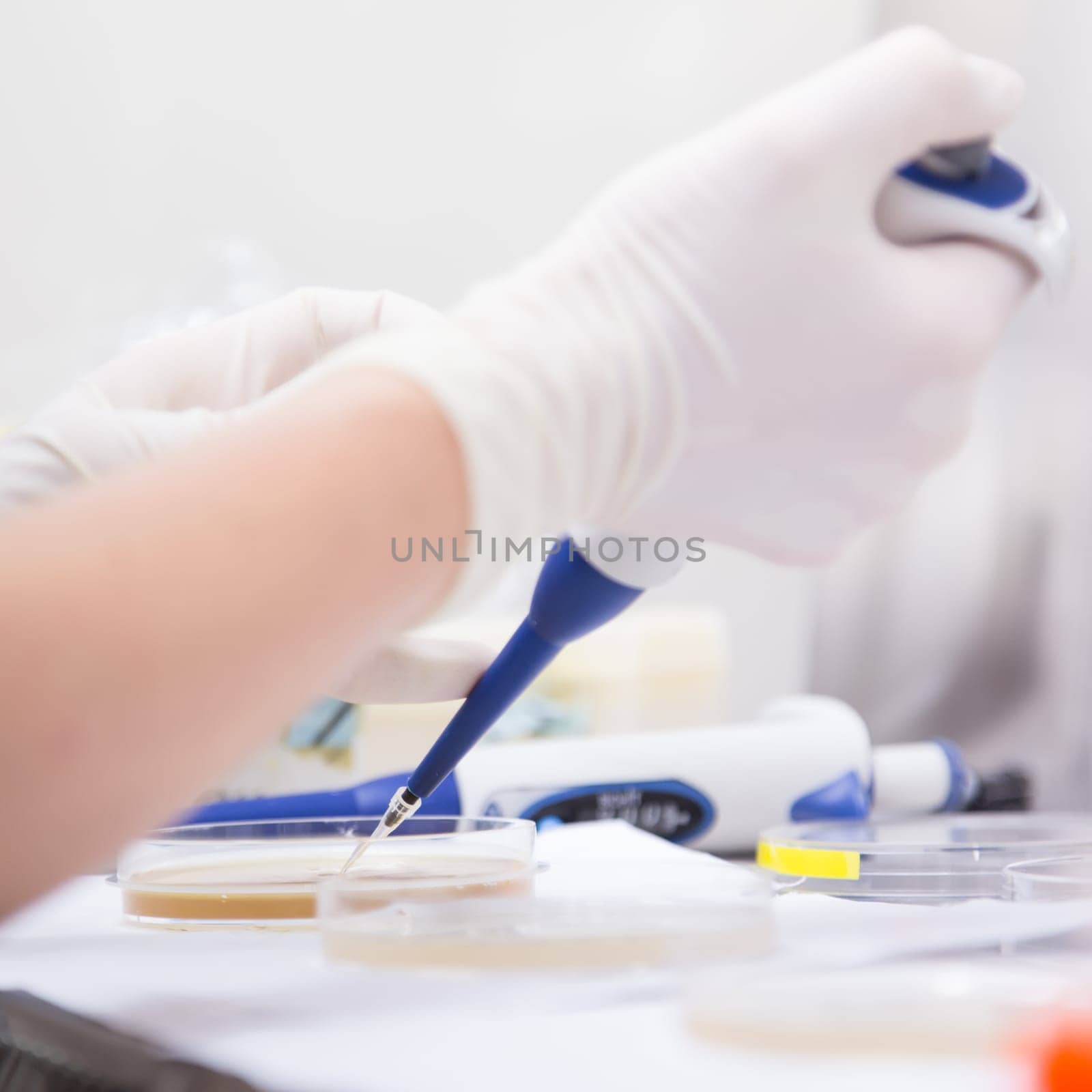 Female scientist researching in laboratory, pipetting cell culture samples on LB agar medium in laminar flow. Life science professional grafting bacteria in the petri dishes.