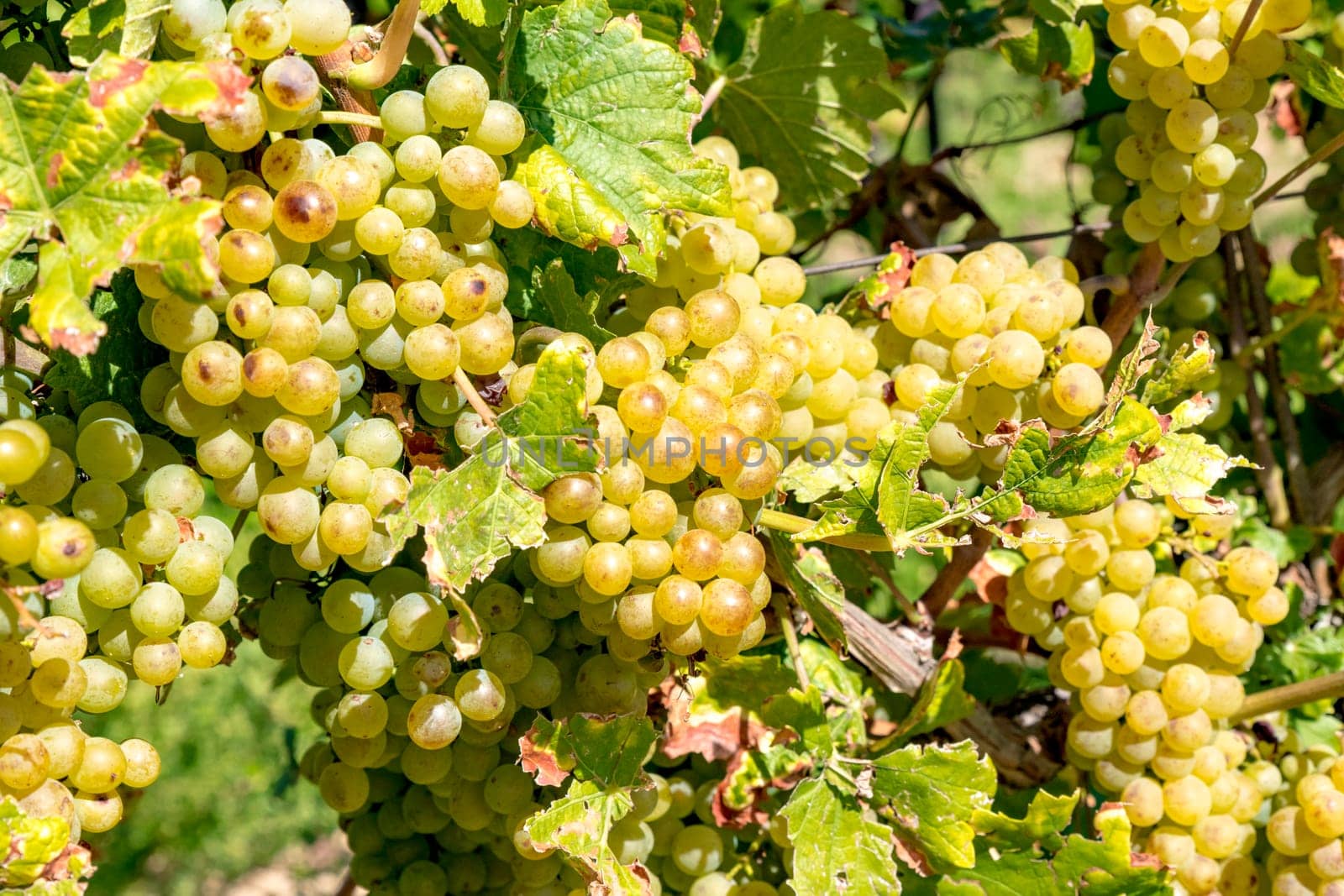 Ripe yellow grapes hang in the direct backlight of the sun on the bush