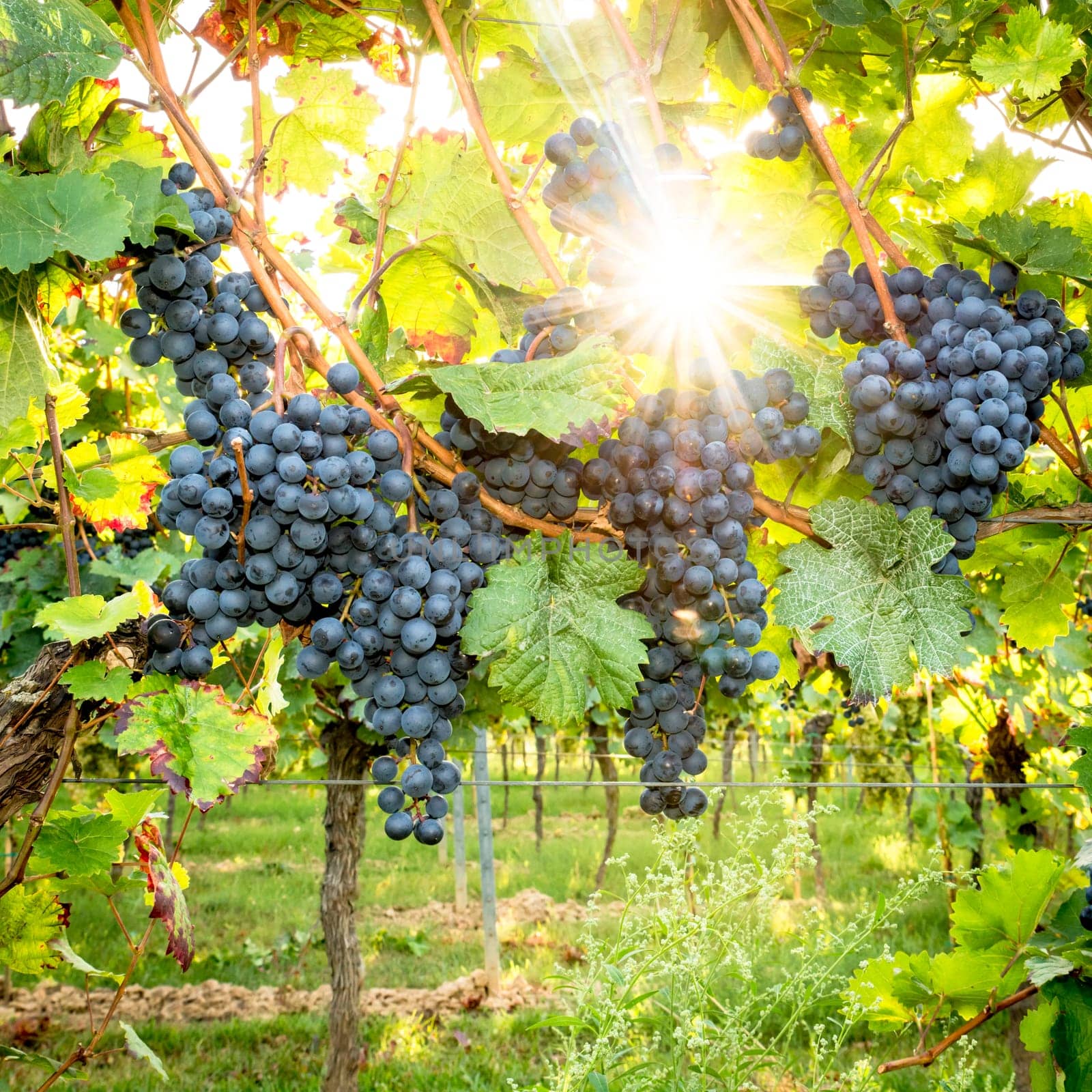 Ripe blue grapes hang in the direct backlight of the sun on the bush