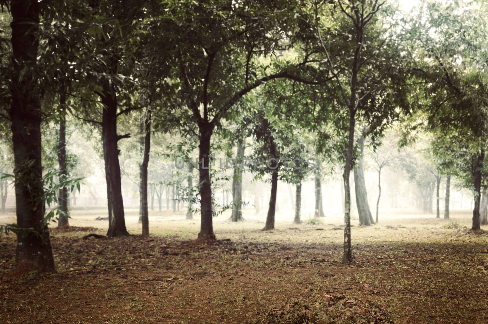 Foggy forest. Halloween background