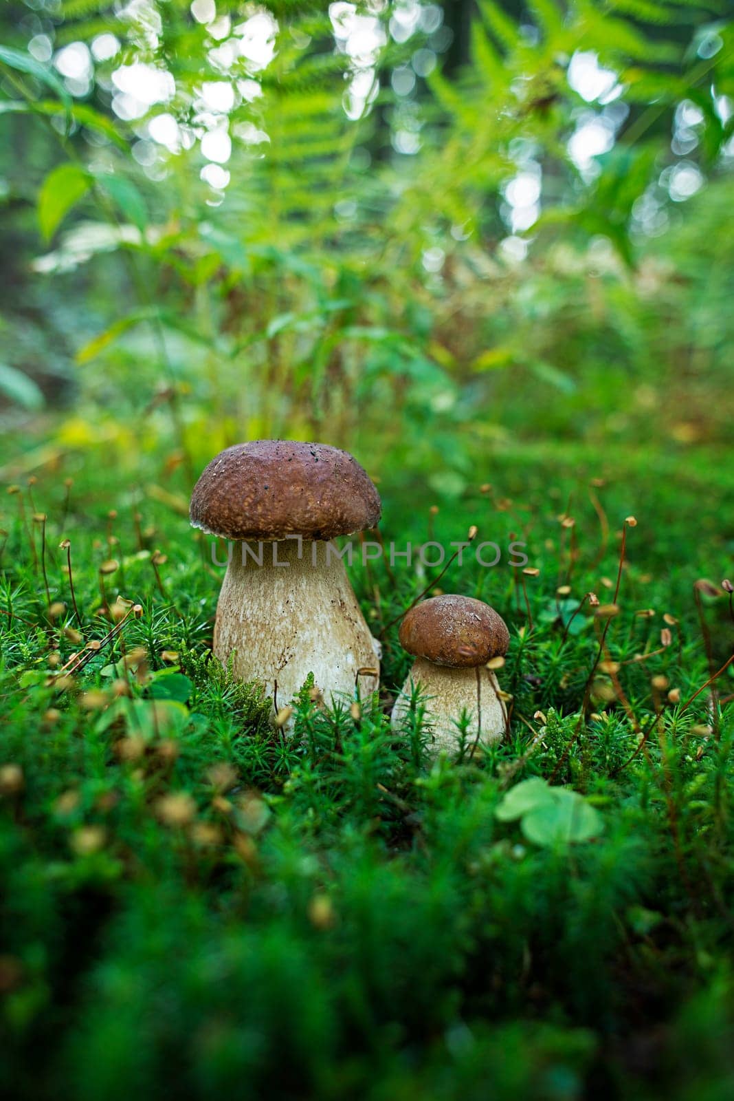 Boletus edulis - edible mushroom. Small boletus growing in the forest. Fungus in the natural environment. English: penny bun, porcini, cep, porcino, king bolete