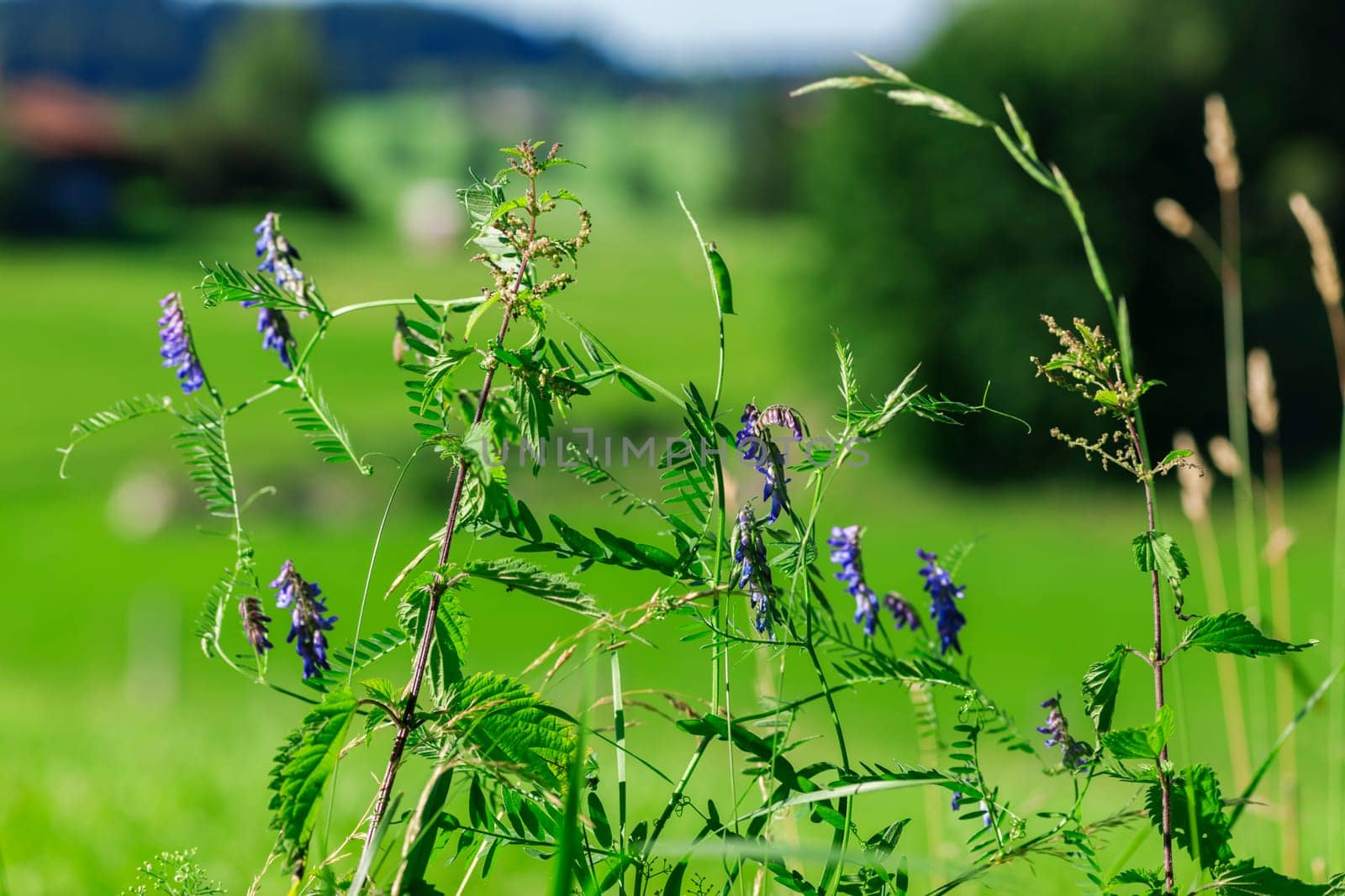 Fence Wicke (lat: Vicia sepium) along the way in front of summerly green alpine meadow.