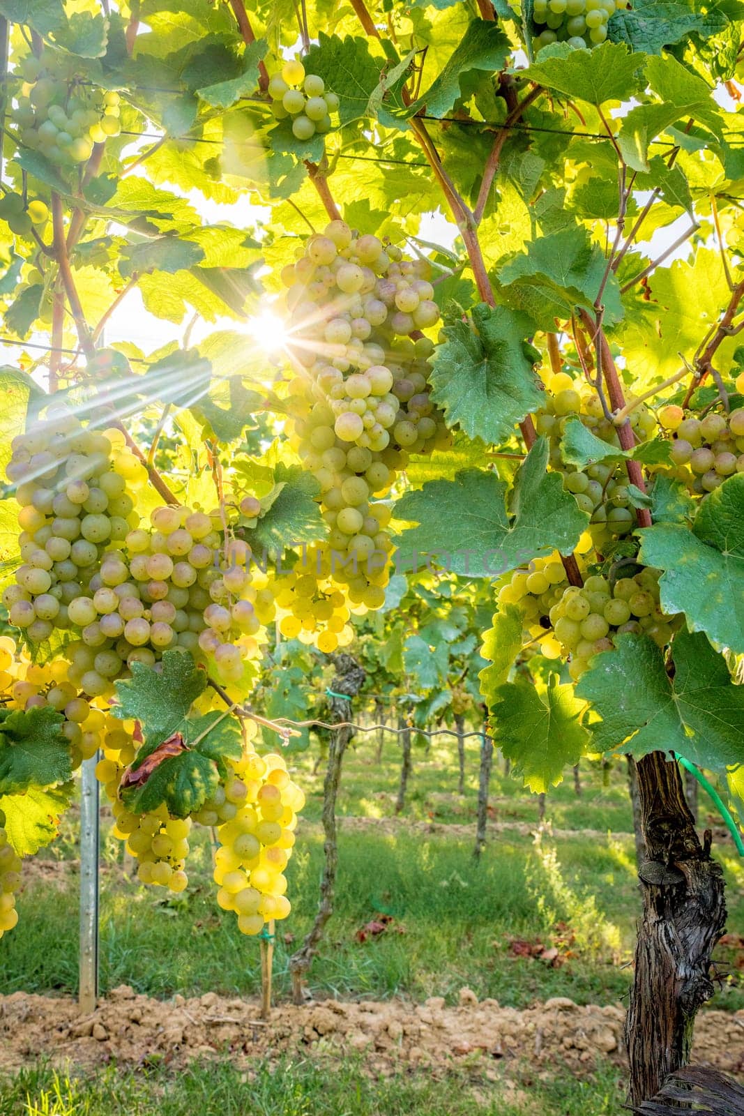 Ripe yellow grapes hang in the direct backlight of the sun on the bush