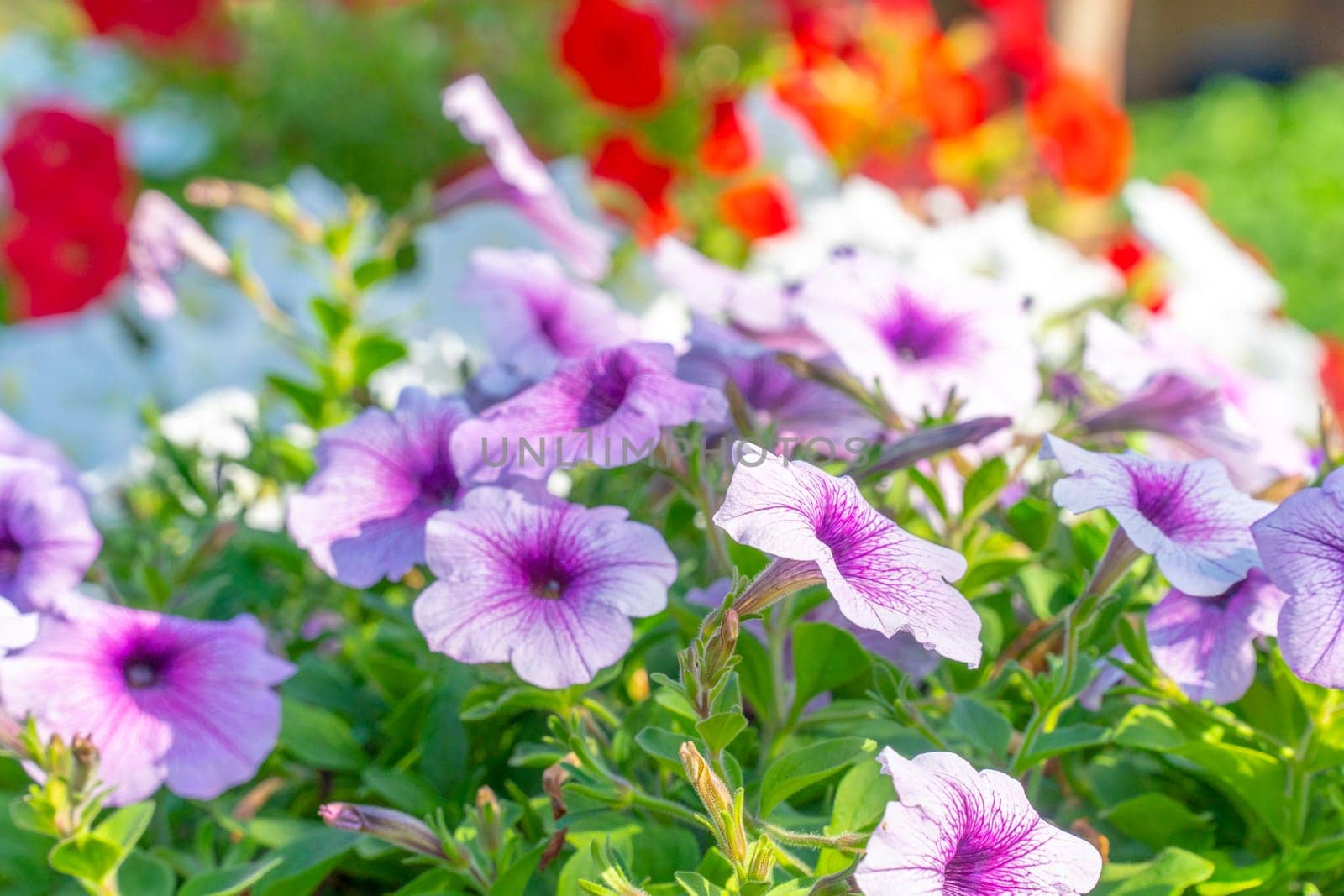 Flowers of purple and red color in field for background