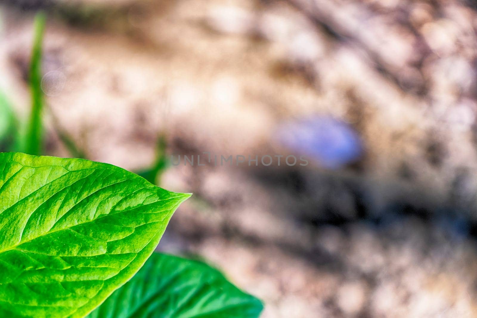 Green leaves with brown ground for background