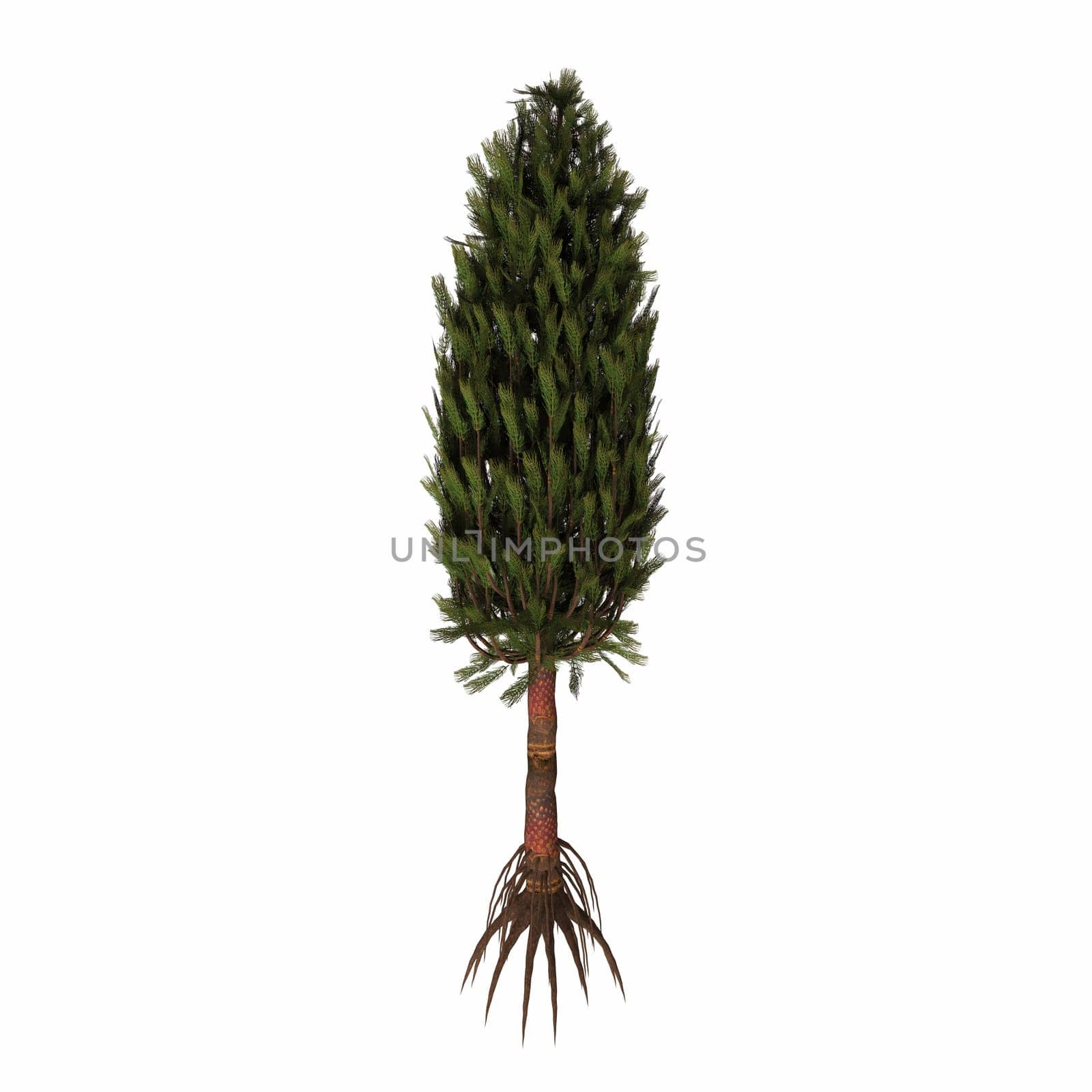 Asterophyllites is one of the many plants of the Carboniferous that used to grow up to gigantic proportions: as big as an average tree.