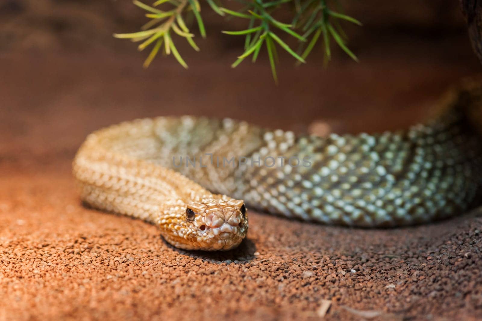Basilisks rattlesnake (lat: crotolus basiliscus) in a terrarium under green prickly branches.