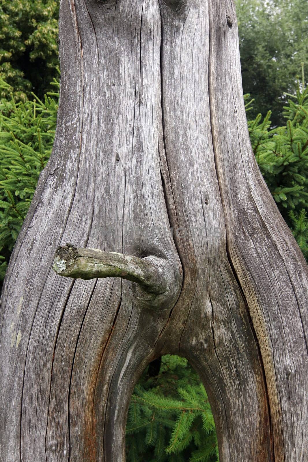 Erection - bizarrely shaped tree branch looking like a phallus - detail of the tree trunk
