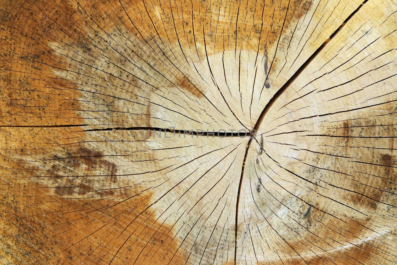 Cut tree trunk - texture of the wood - annual rings