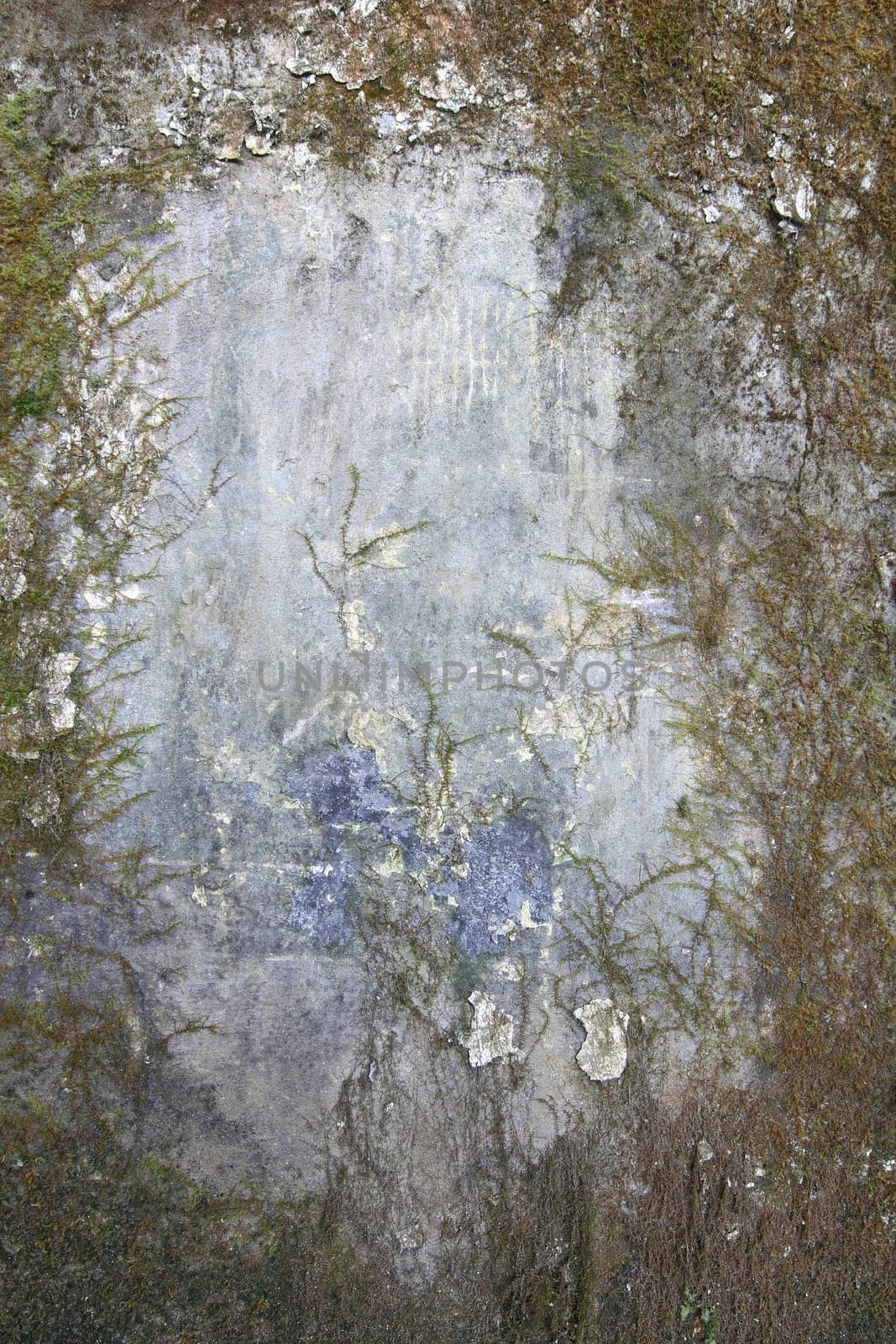 Old dirty wall covered with moss and mold - grunge texture