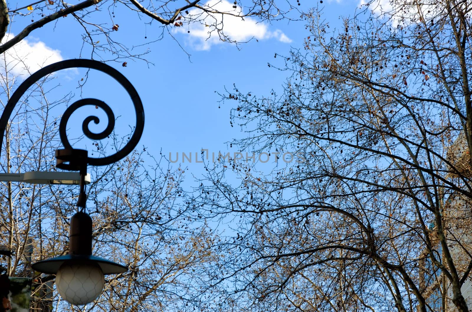 Light with trees in downtown Barcelona, Spain