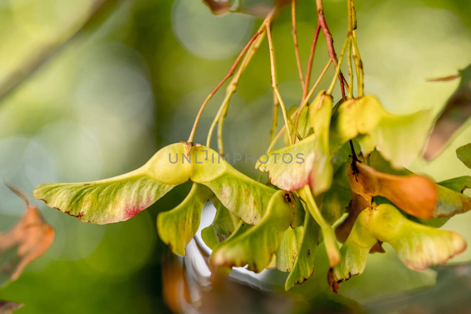 Sycamore green winged fruit on branch in front of blurred background