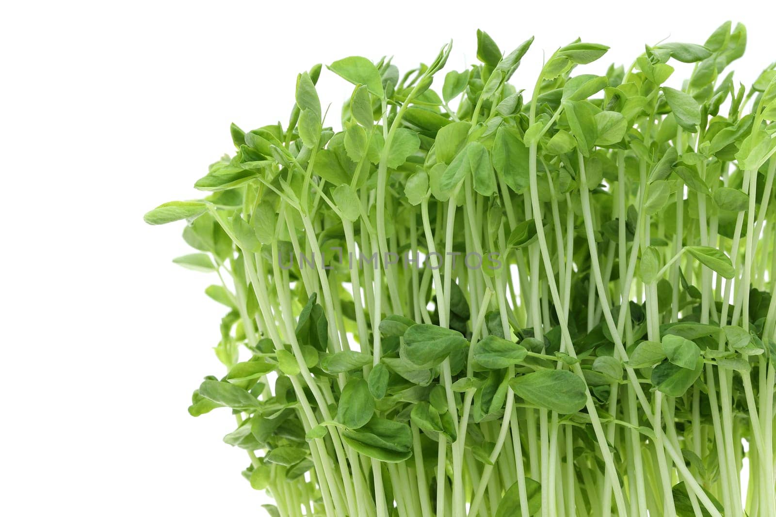Sweet pea sprouts, close up of young sweet pea sprouts isolated on white background