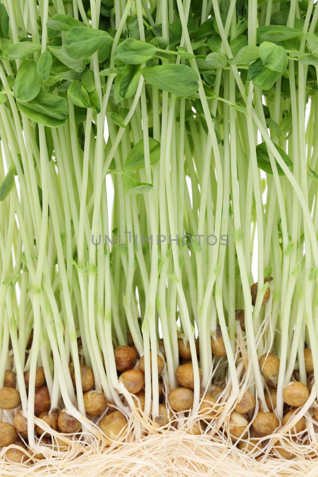 Sweet pea sprouts, close up to texture of young sweet pea sprouts