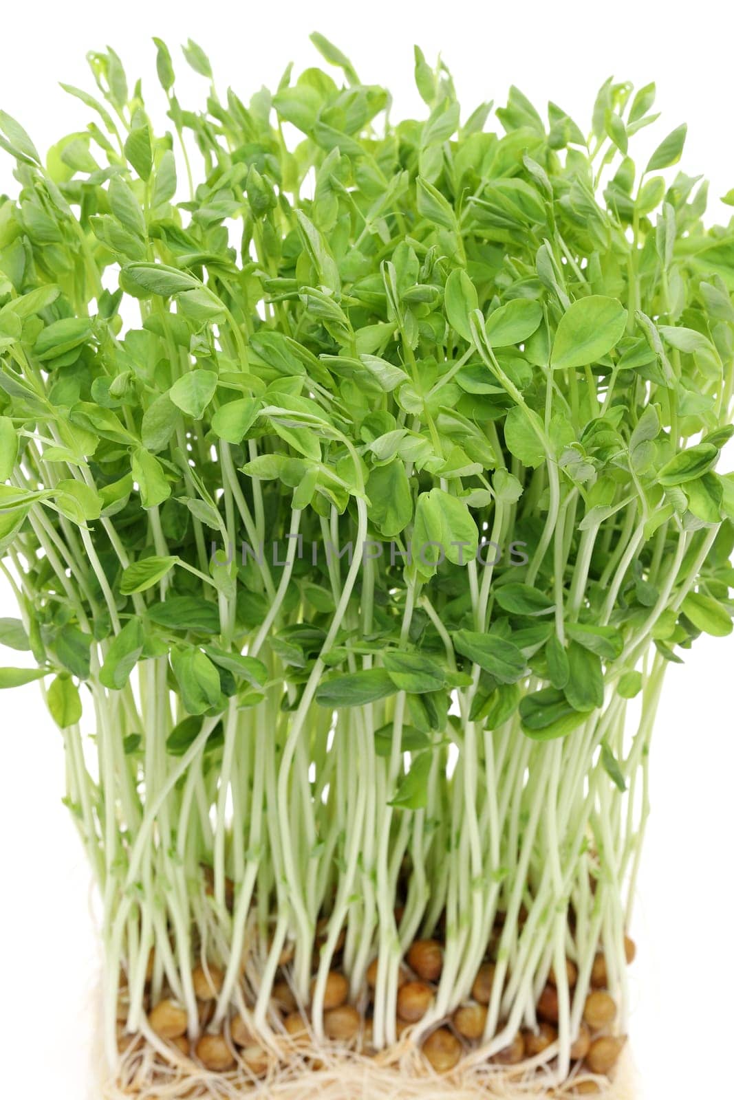 Sweet pea sprouts, close up of young sweet pea sprouts isolated on white background