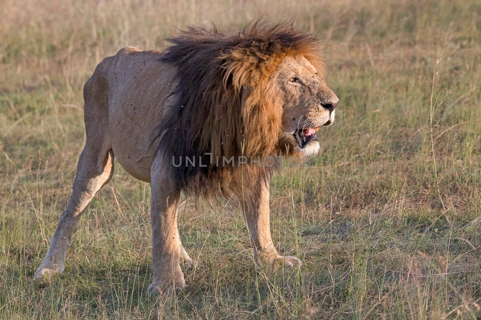 Lion (Panthera leo),male,Masai Mara,Narok County,Kenya